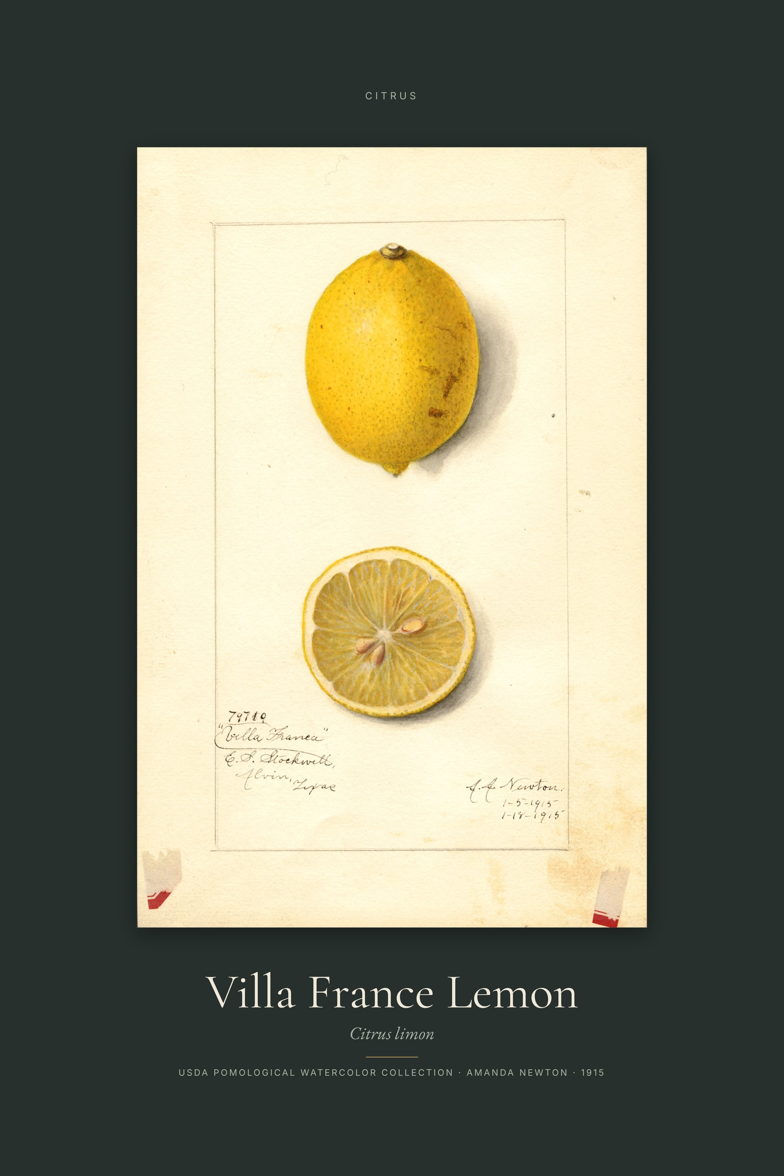 Villa France Lemon — Specimen