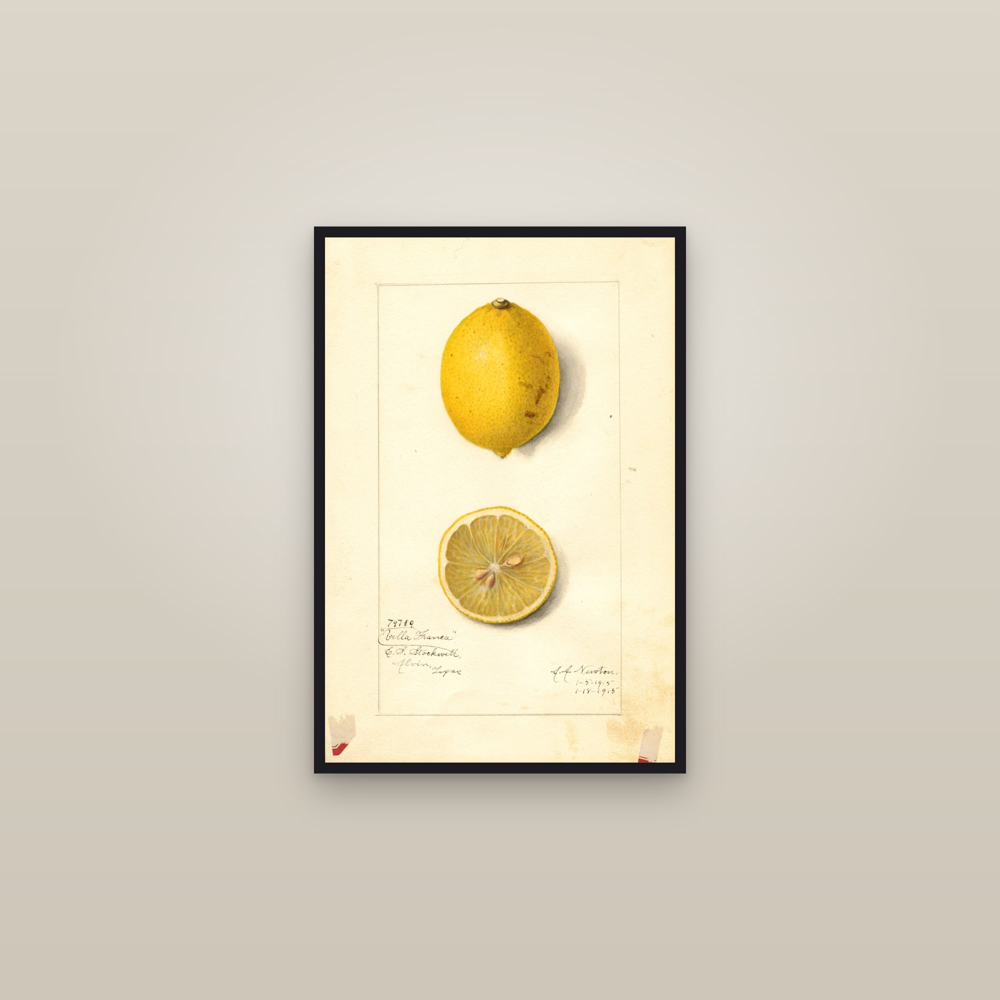 Villa France Lemon — framed in a gallery setting