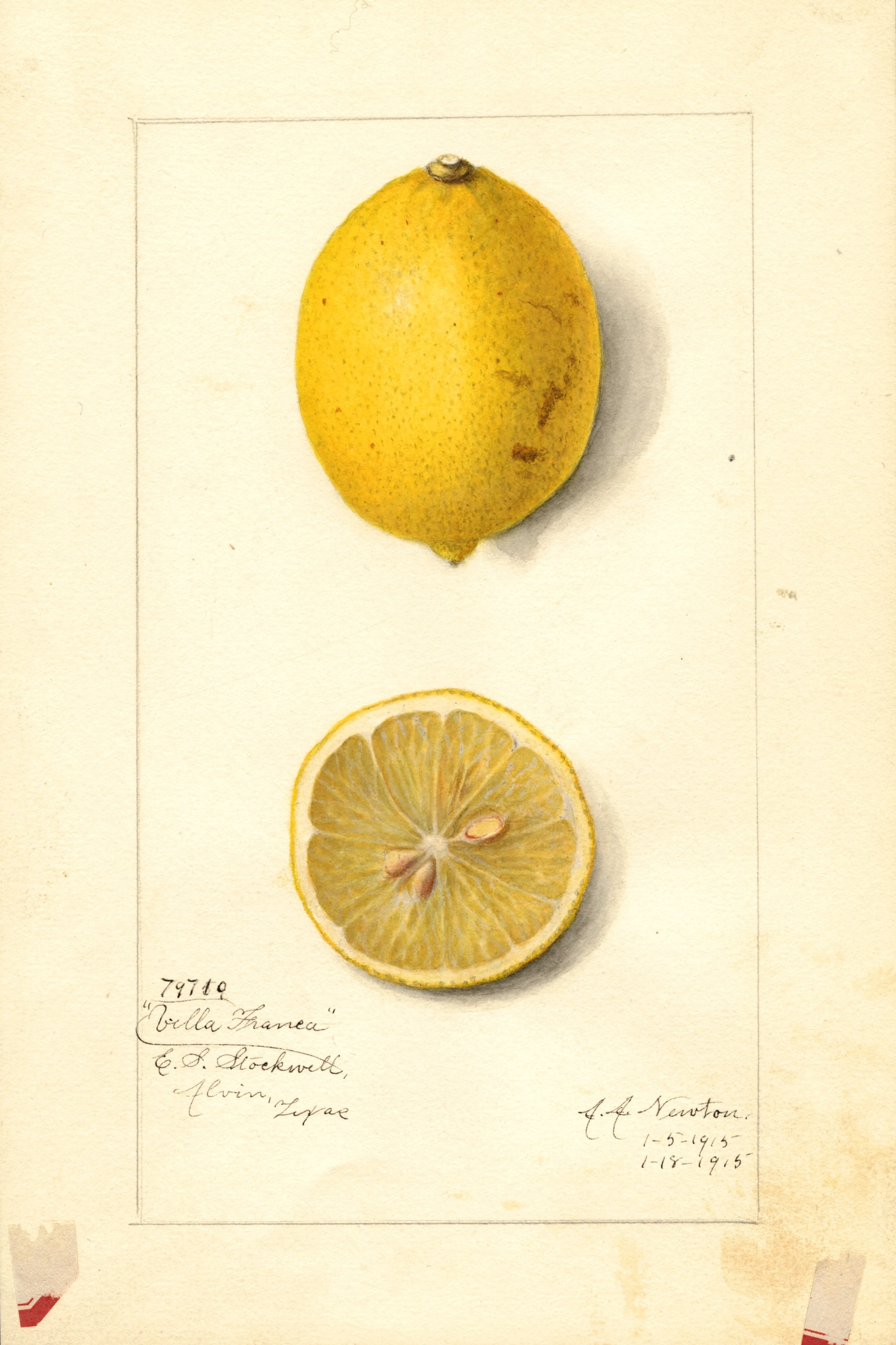 Villa France Lemon