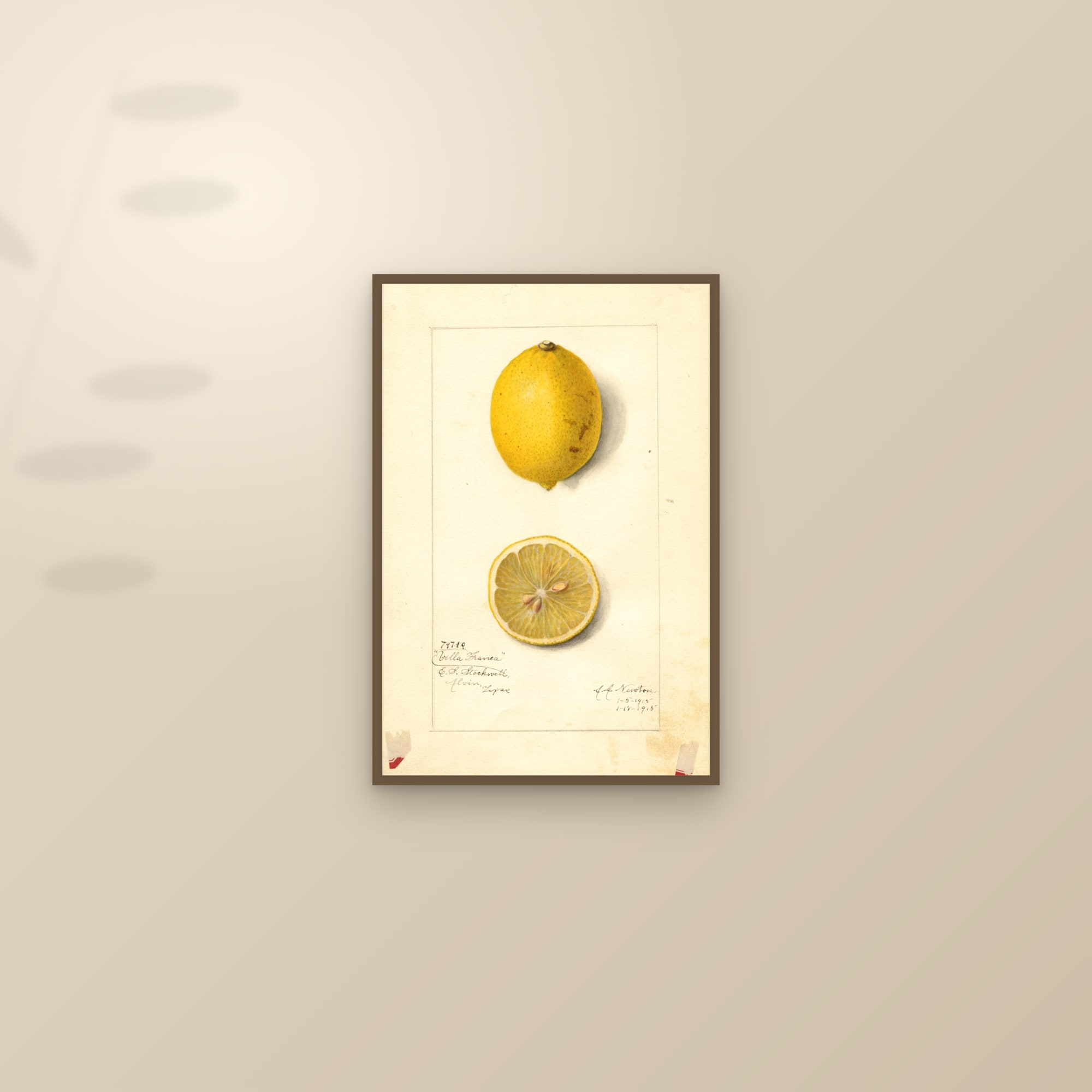 Villa France Lemon — framed and styled on a sunlit wall