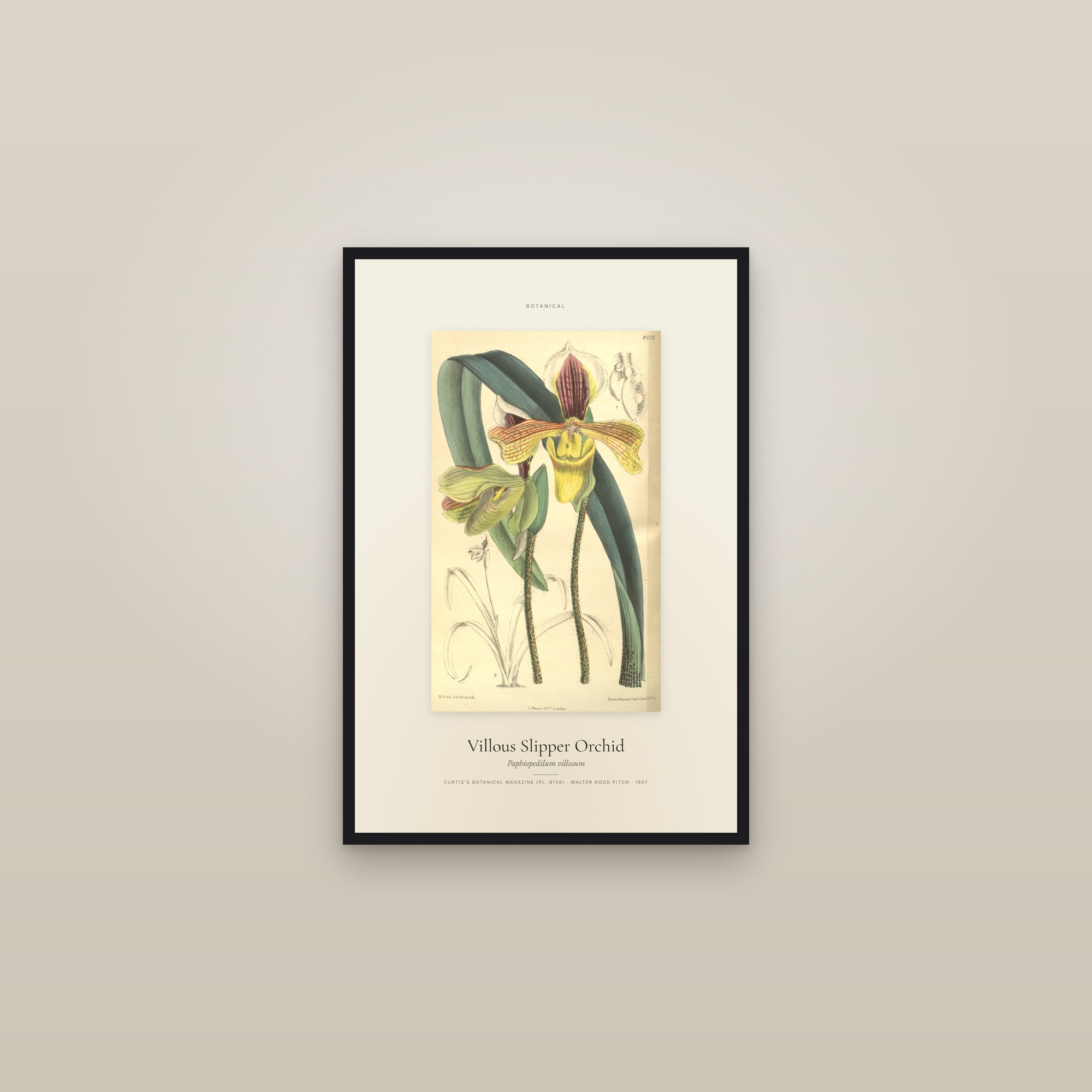 Villous Slipper Orchid — Specimen — framed in a gallery setting