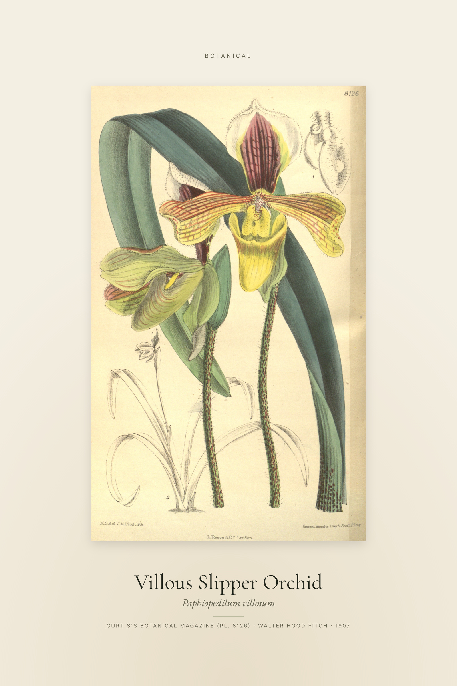 Villous Slipper Orchid — Specimen