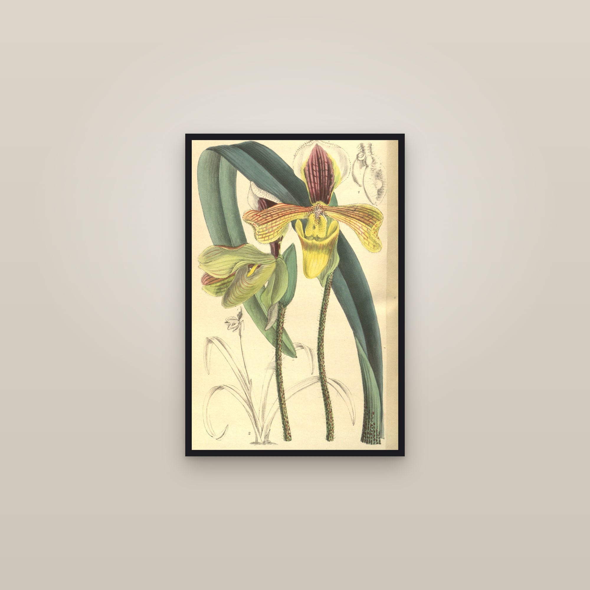 Villous Slipper Orchid — framed in a gallery setting
