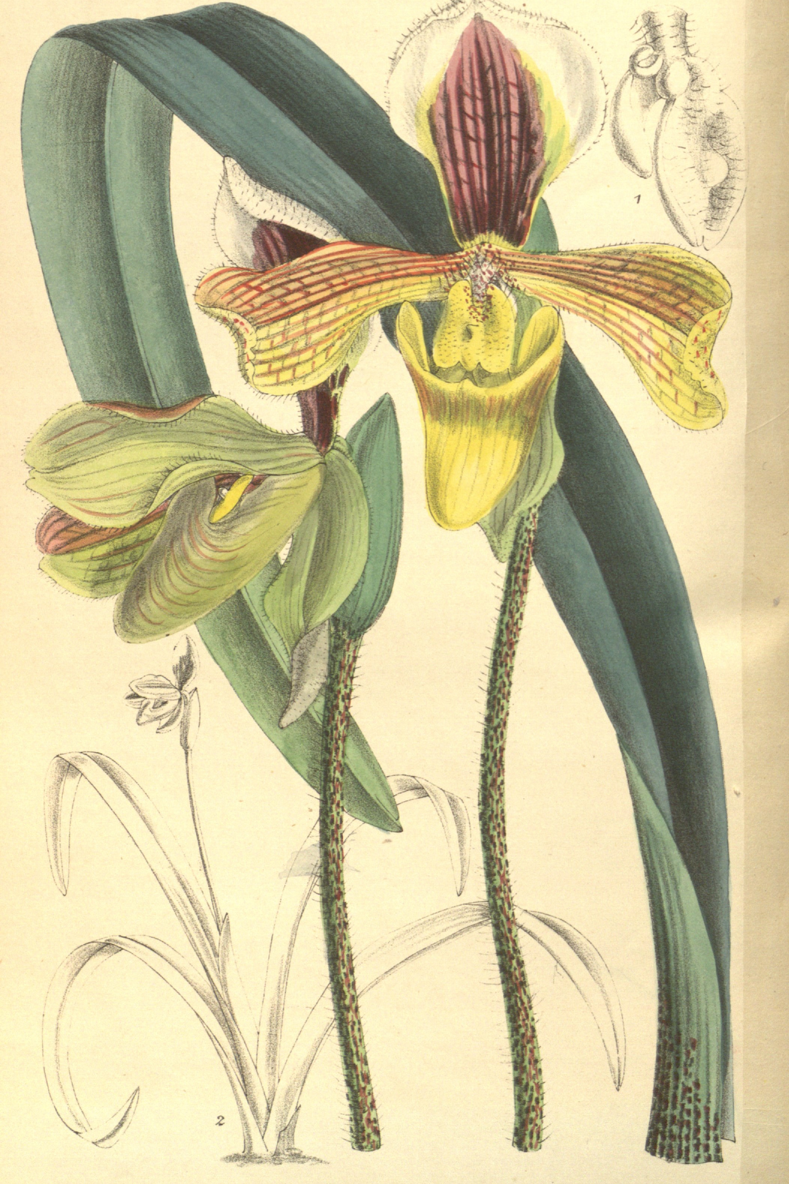 Villous Slipper Orchid