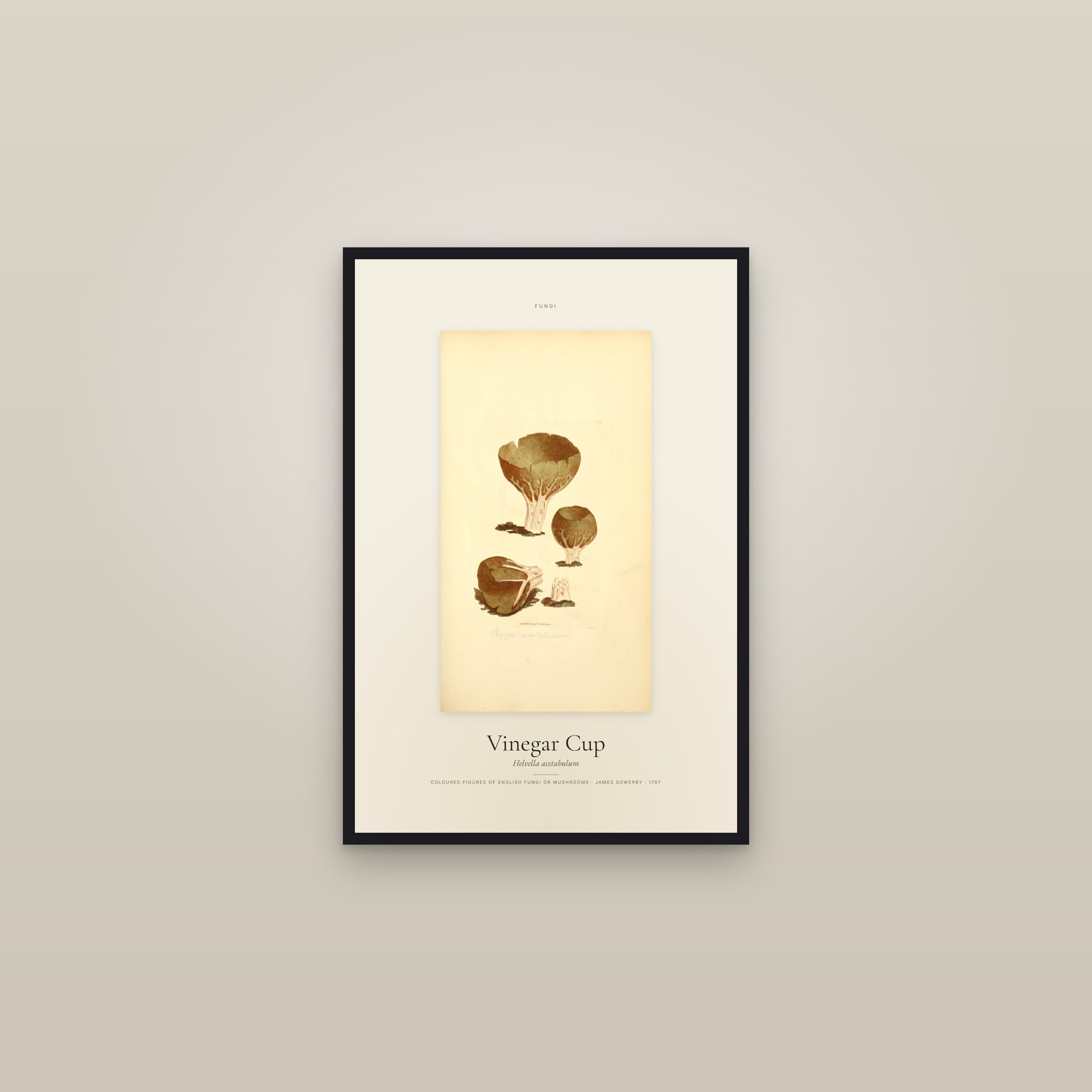 Vinegar Cup — Specimen — framed in a gallery setting