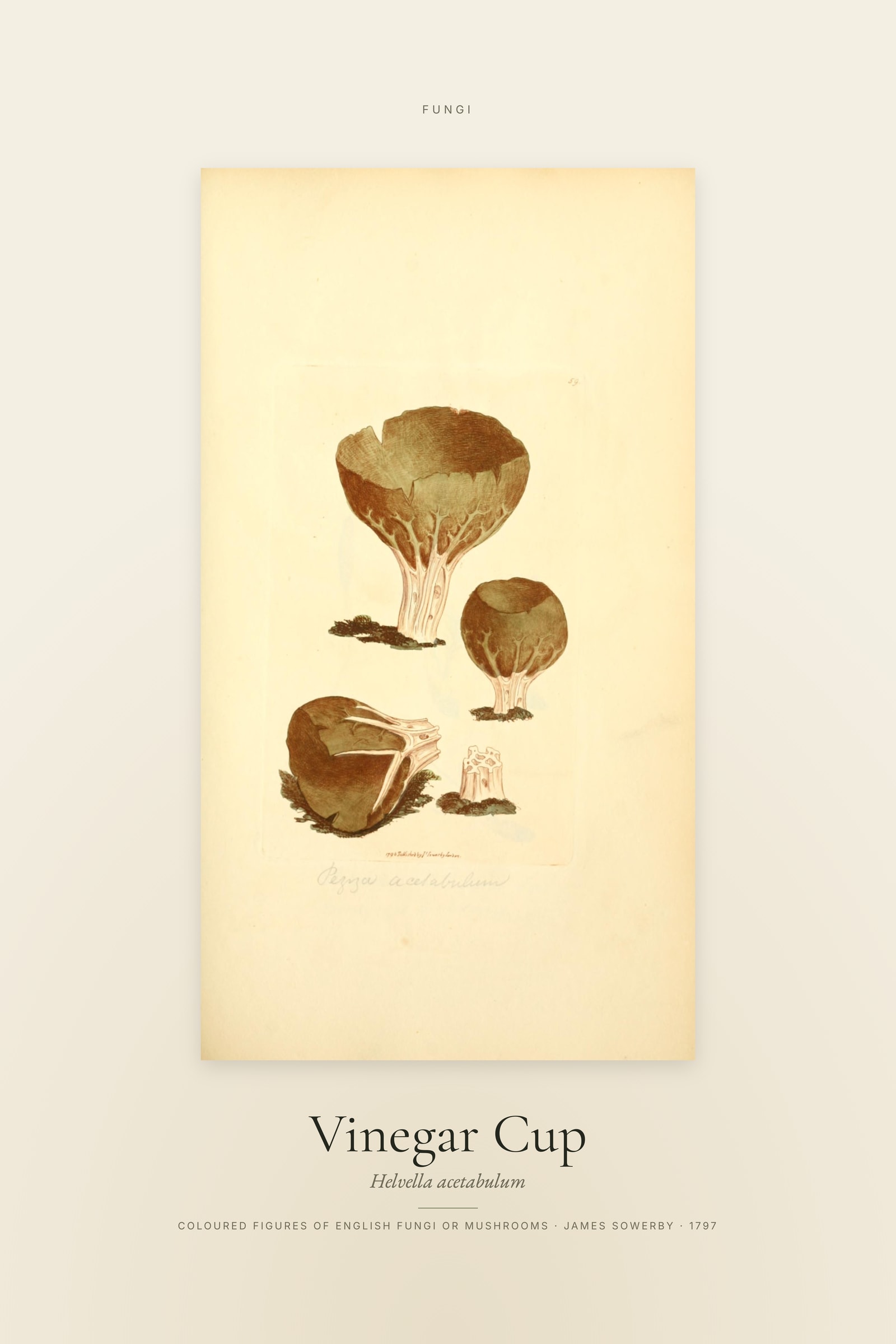 Vinegar Cup — Specimen
