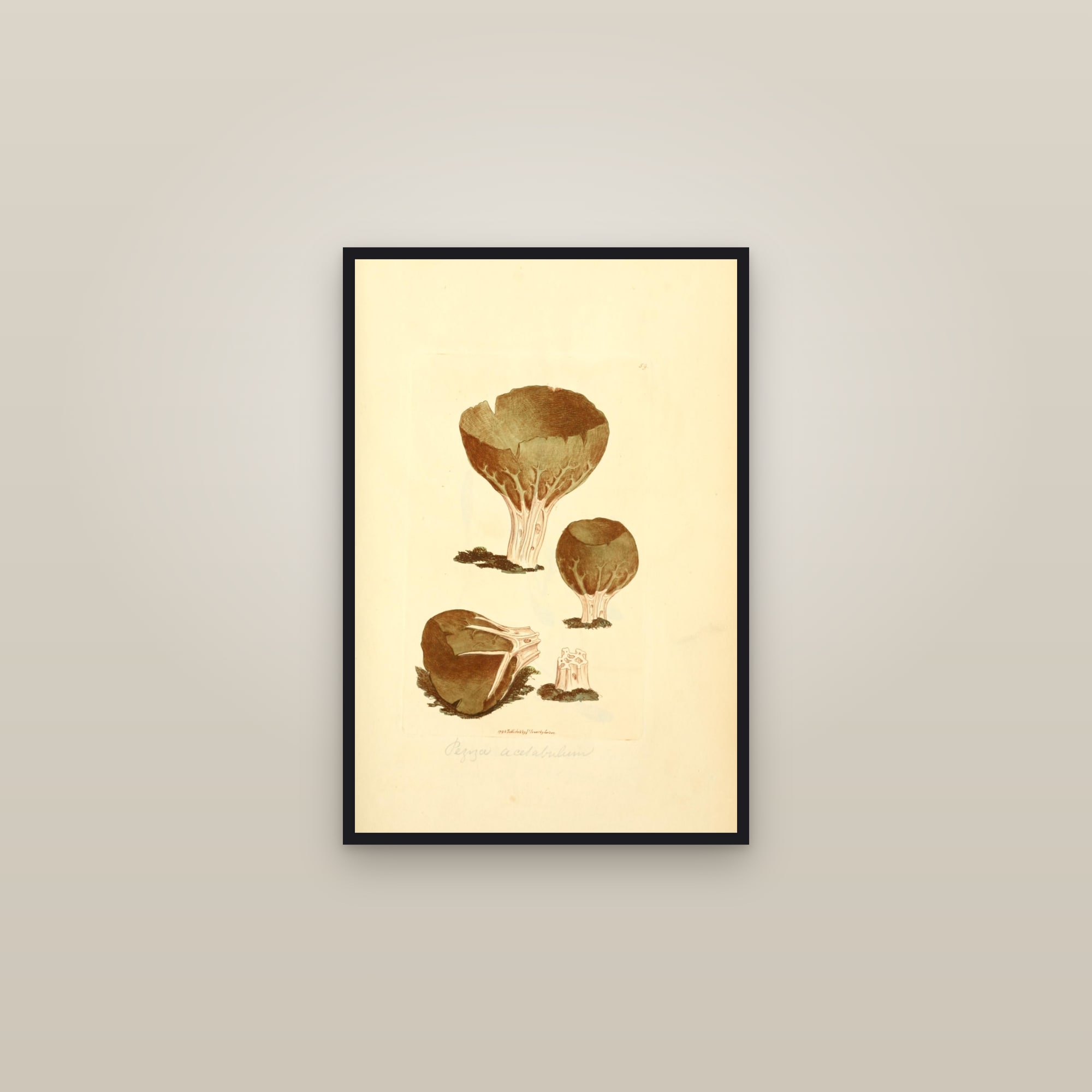 Vinegar Cup — framed in a gallery setting