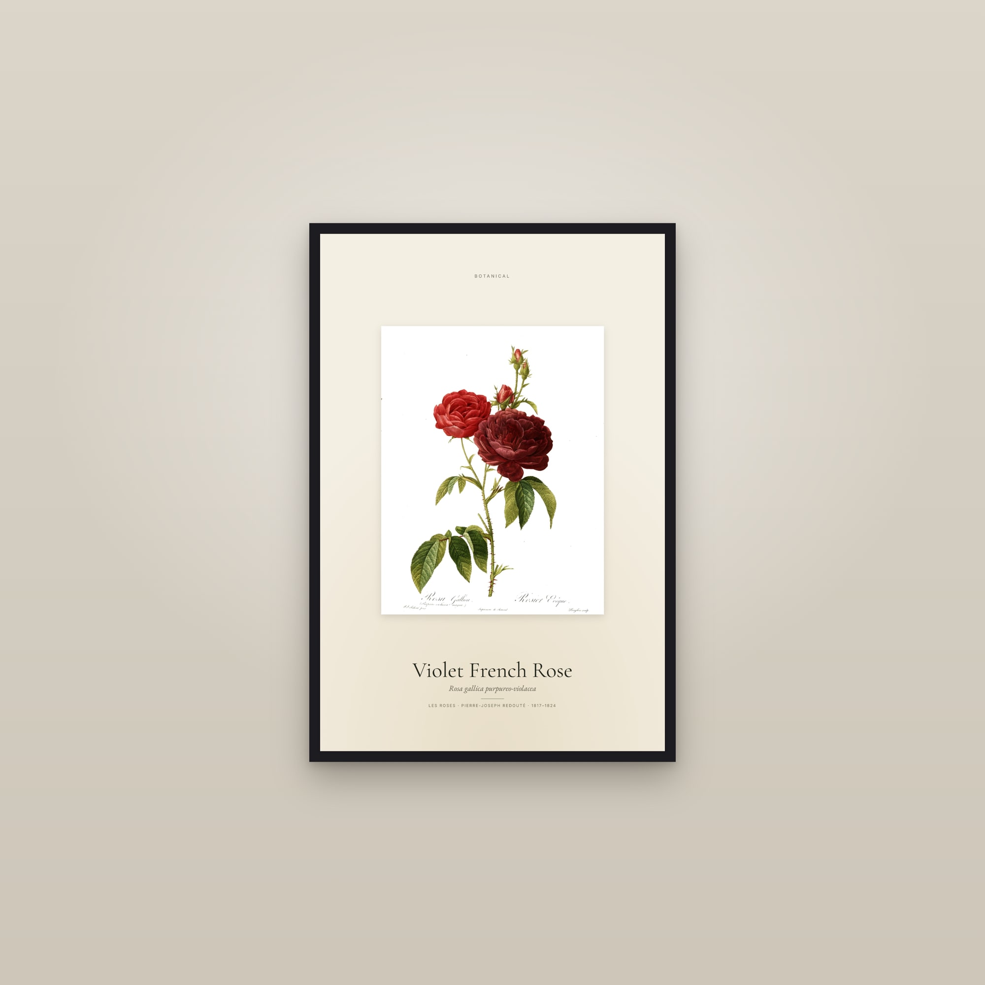 Violet French Rose — Specimen