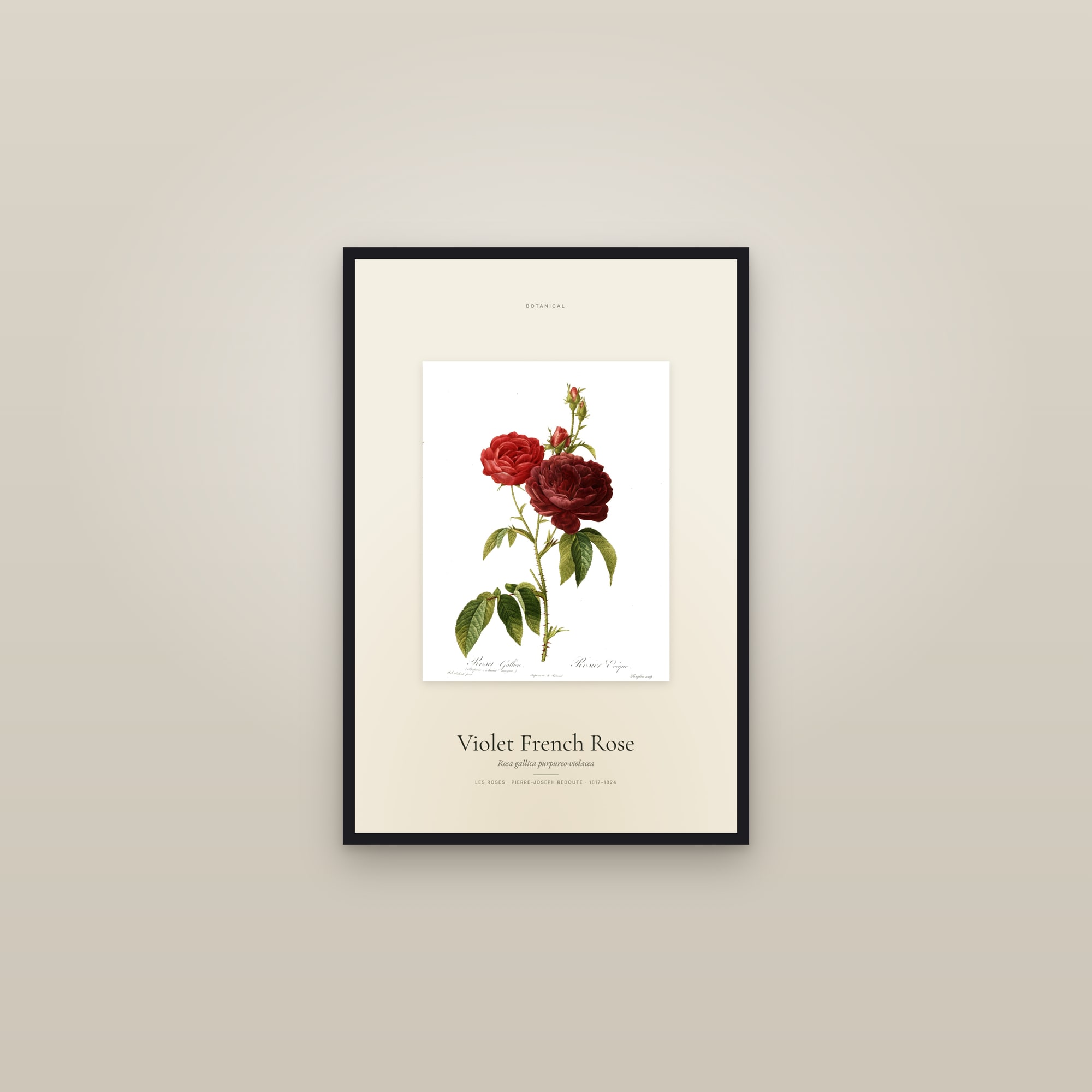 Violet French Rose — Specimen — framed in a gallery setting