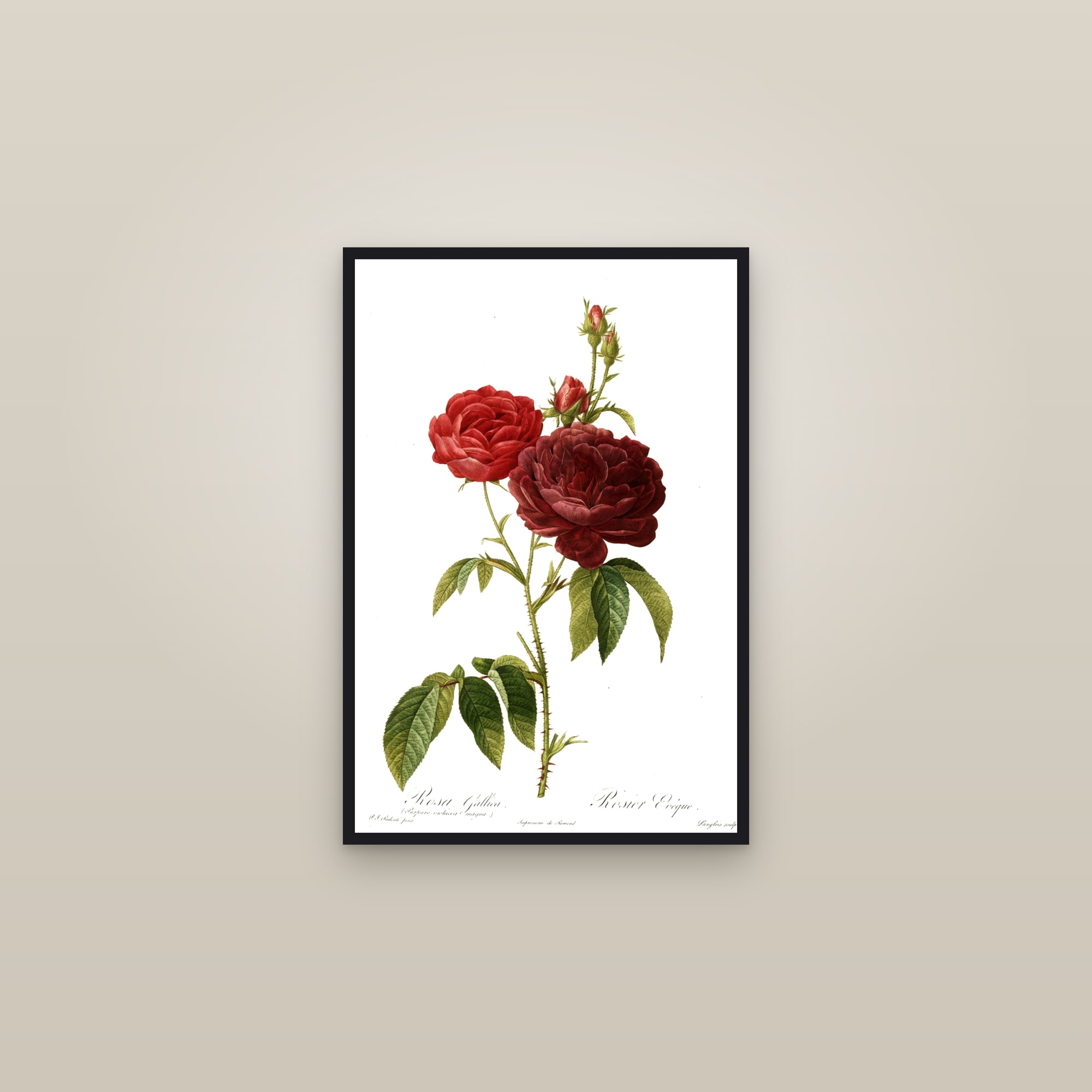 Violet French Rose — framed in a gallery setting