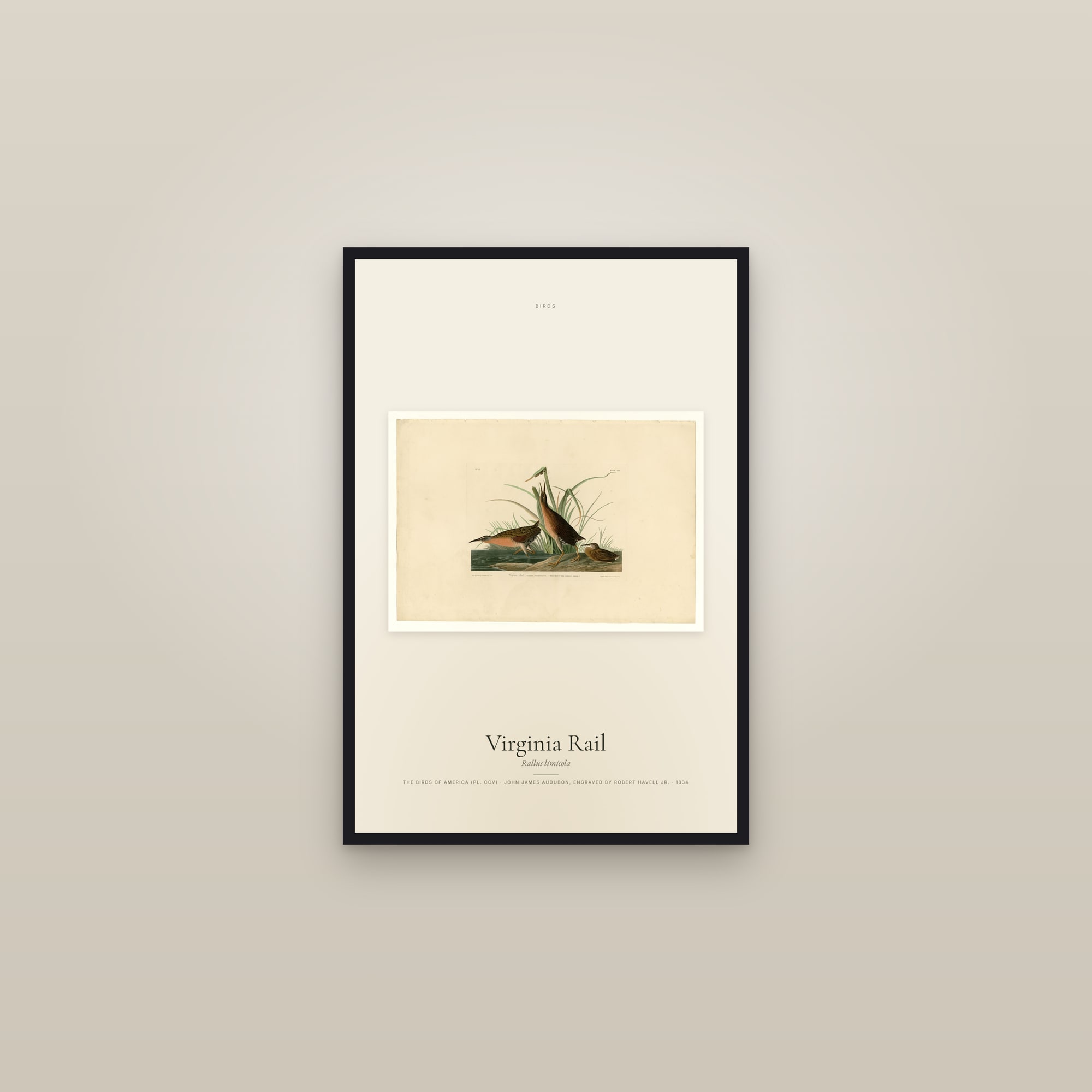 Virginia Rail — framed in a gallery setting
