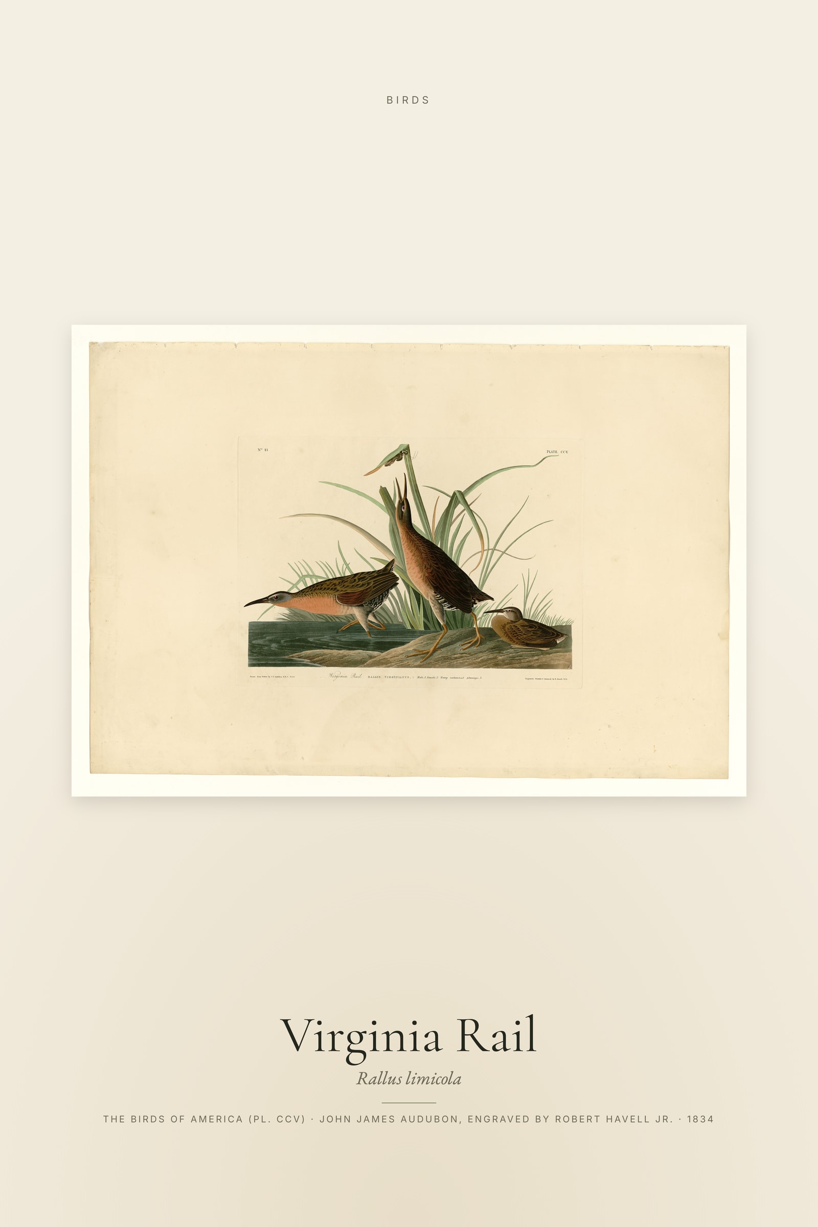Virginia Rail