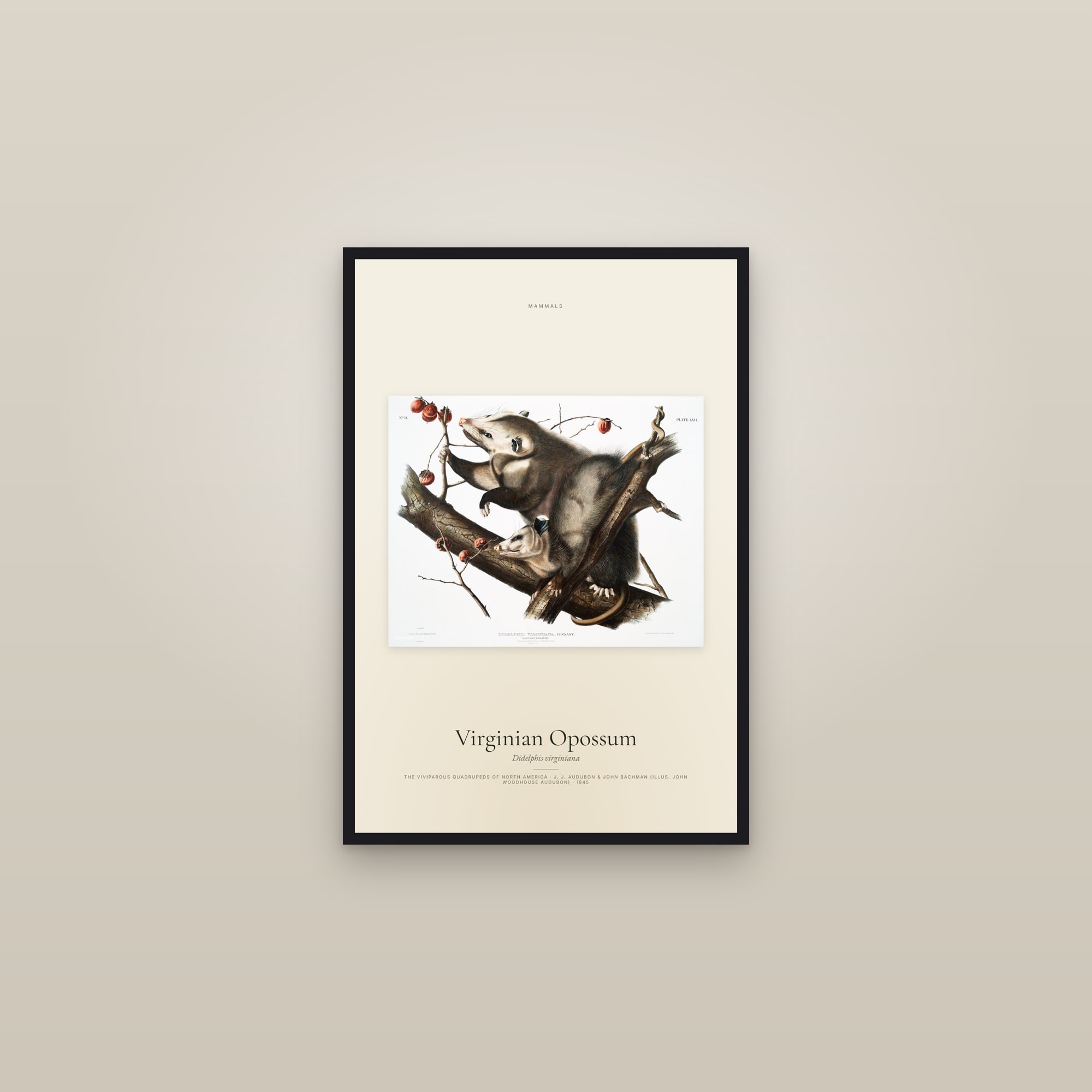 Virginian Opossum — framed in a gallery setting