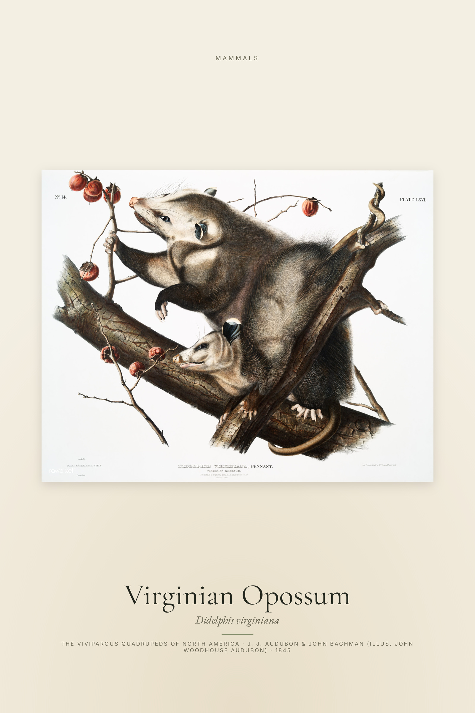 Virginian Opossum