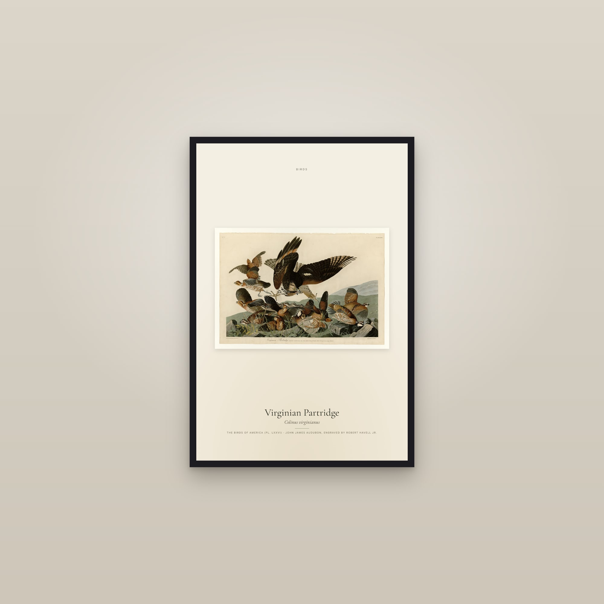 Virginian Partridge — framed in a gallery setting