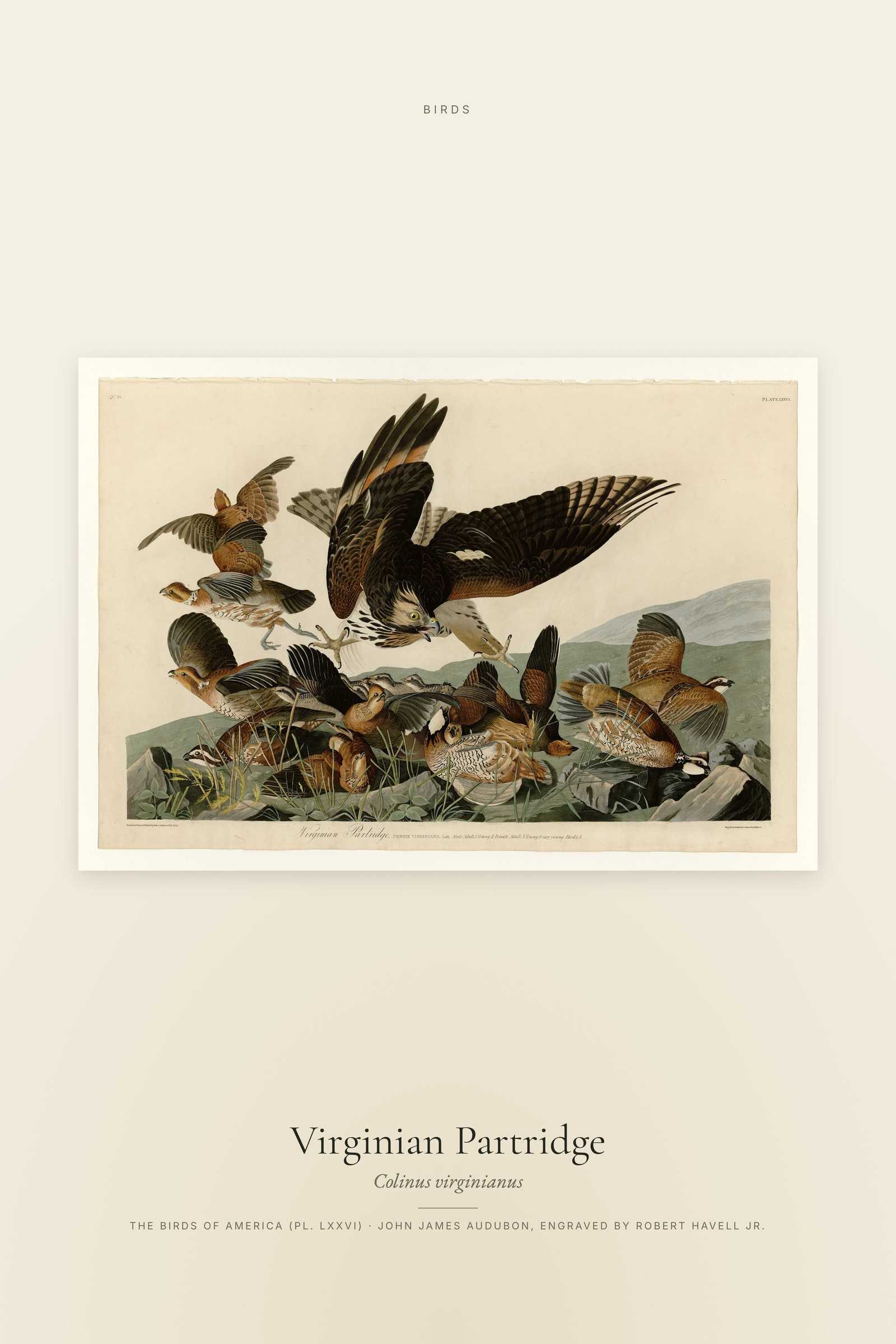 Virginian Partridge