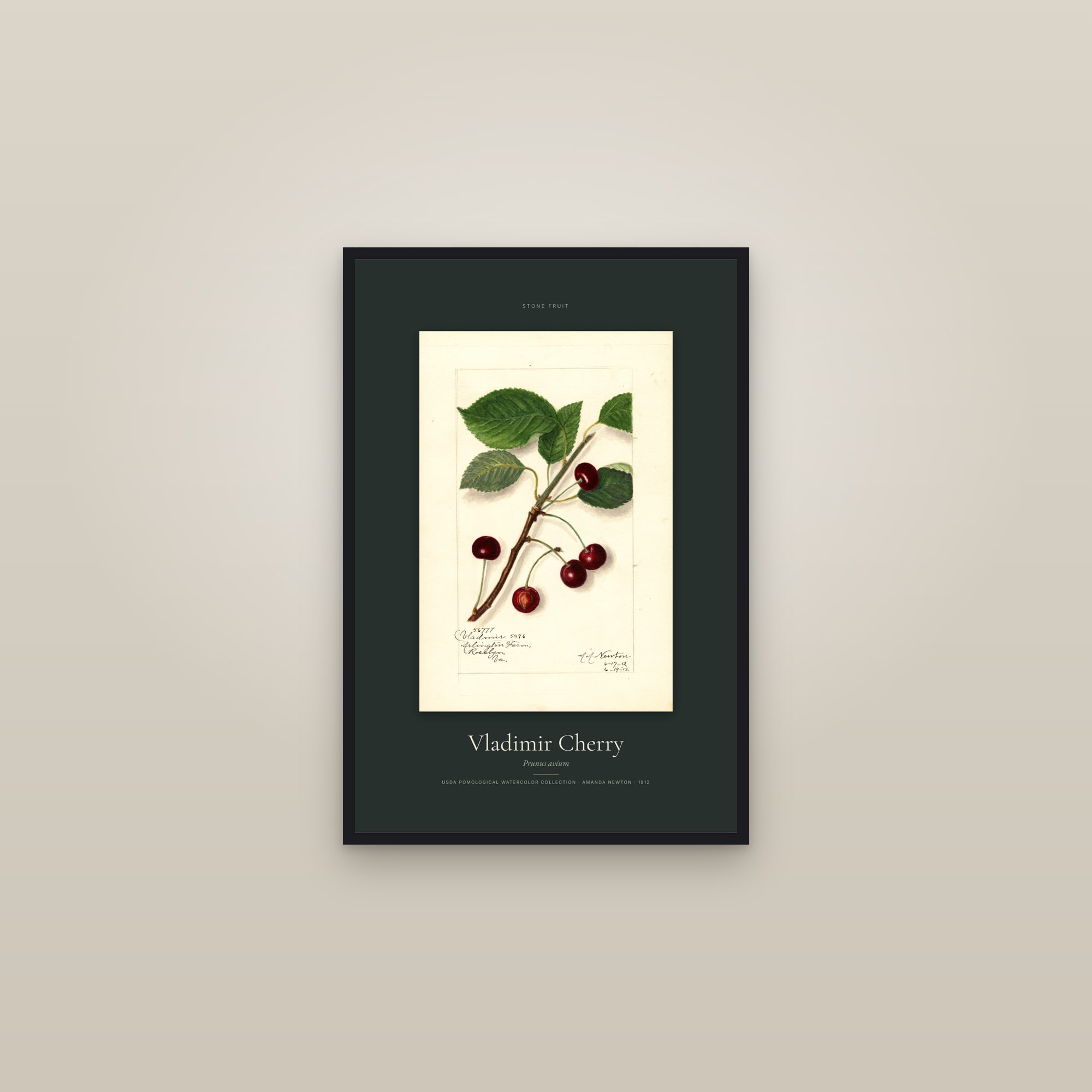 Vladimir Cherry — Specimen — framed in a gallery setting