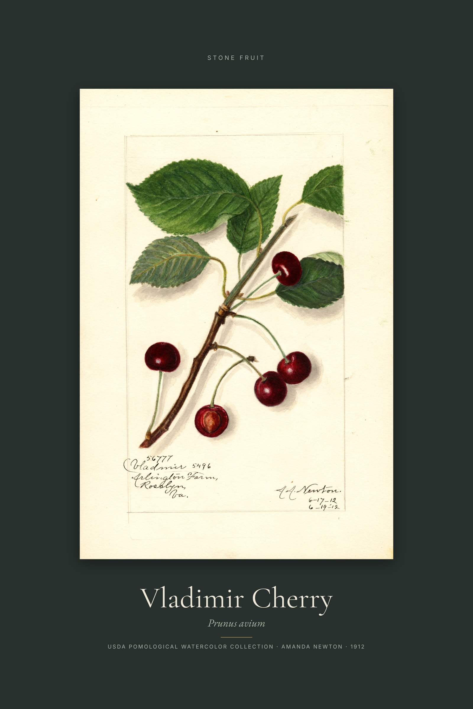 Vladimir Cherry — Specimen