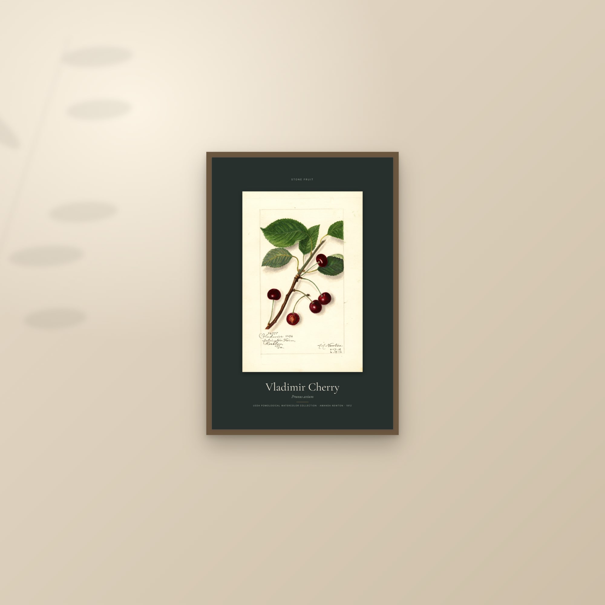 Vladimir Cherry — Specimen — framed and styled on a sunlit wall