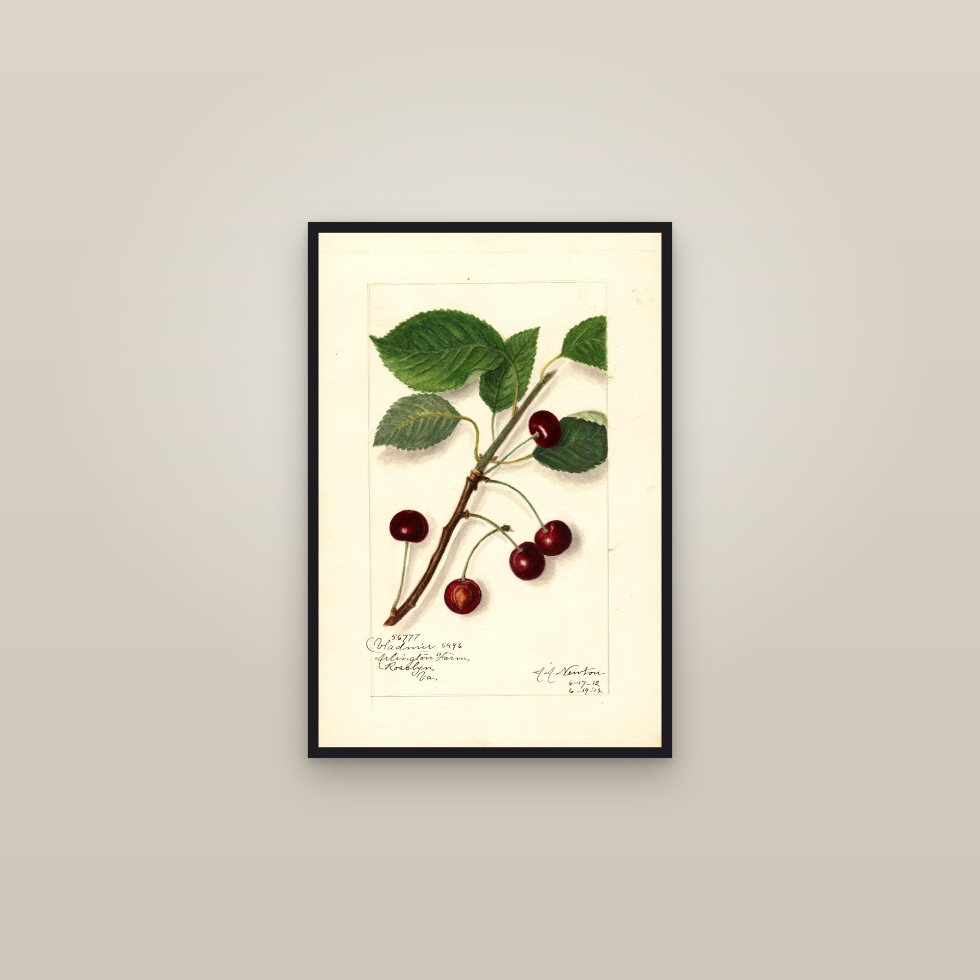 Vladimir Cherry — framed in a gallery setting
