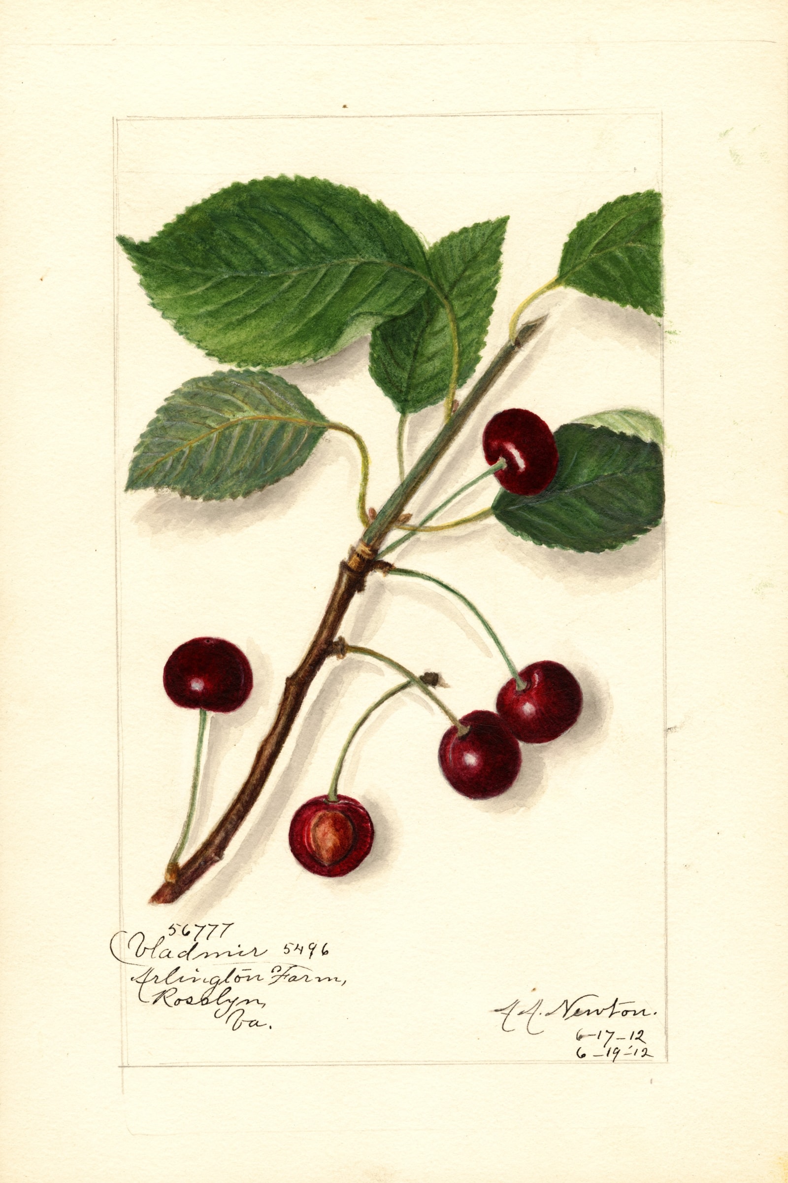 Vladimir Cherry
