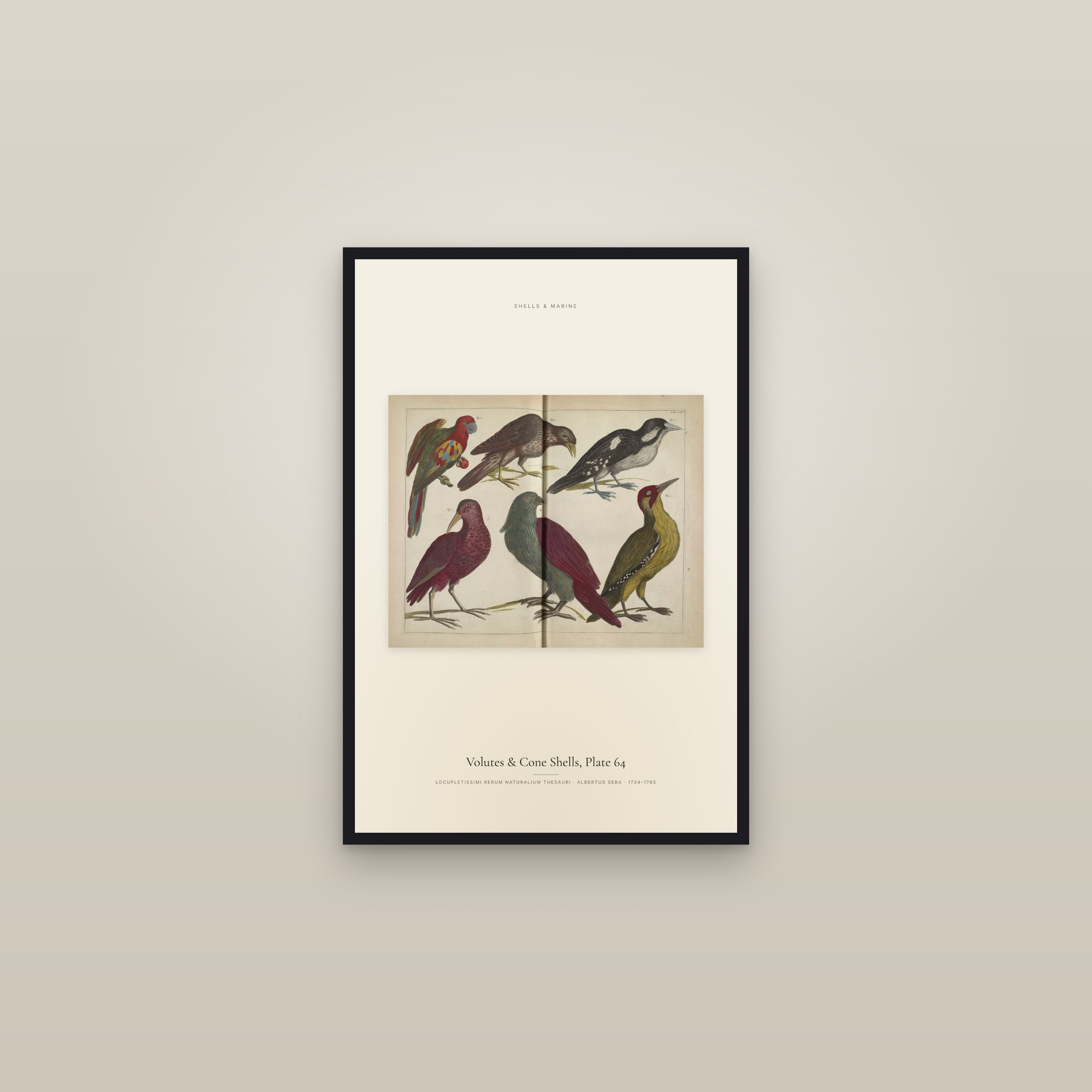 Volutes & Cone Shells, Plate 64 — framed in a gallery setting