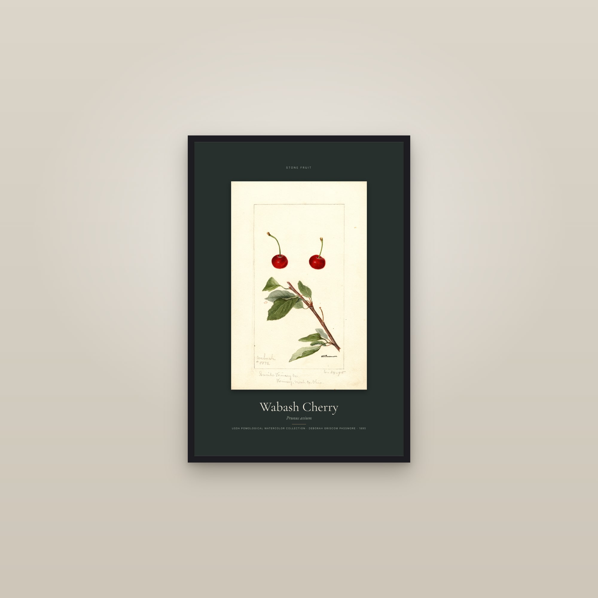 Wabash Cherry — Specimen — framed in a gallery setting