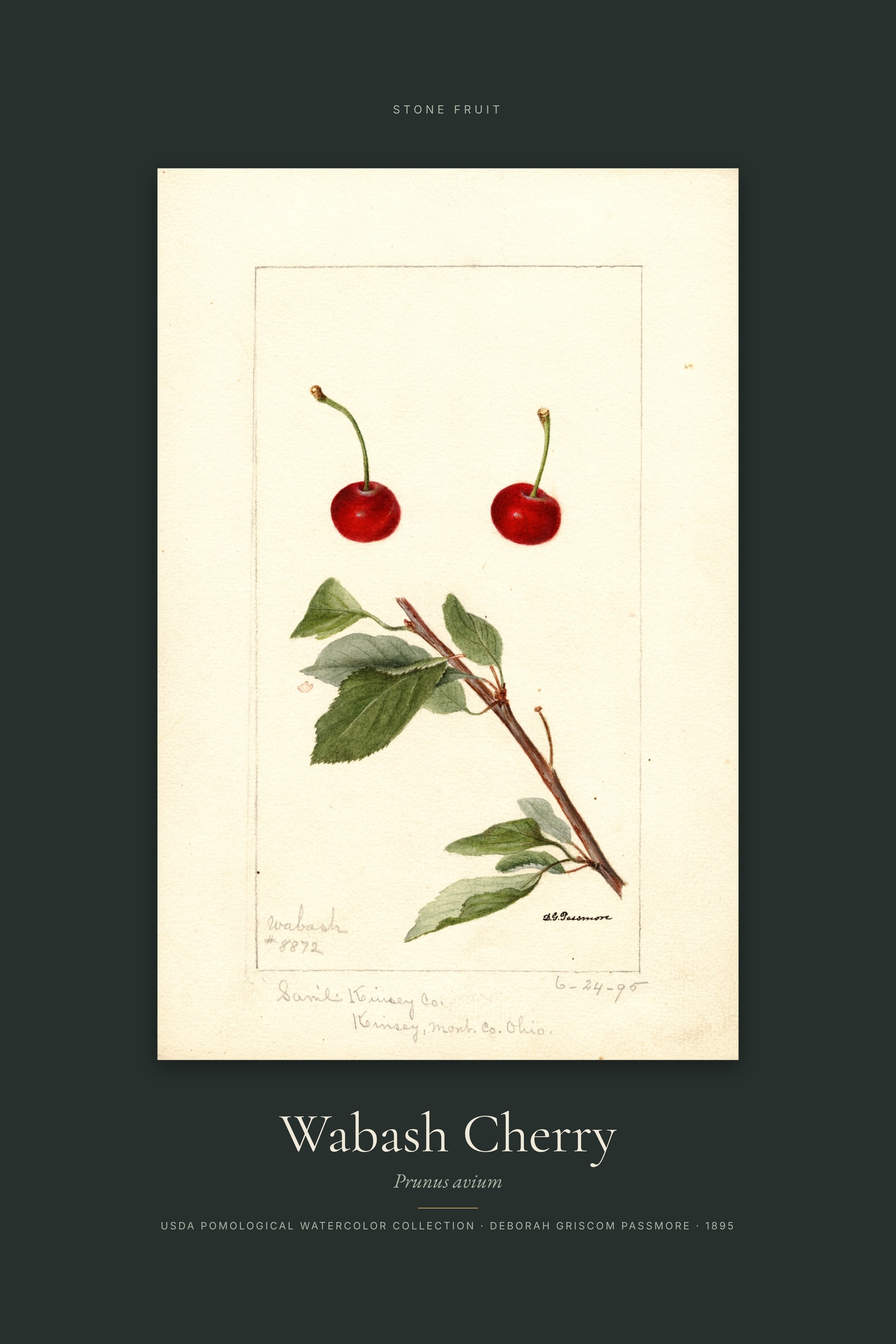 Wabash Cherry — Specimen