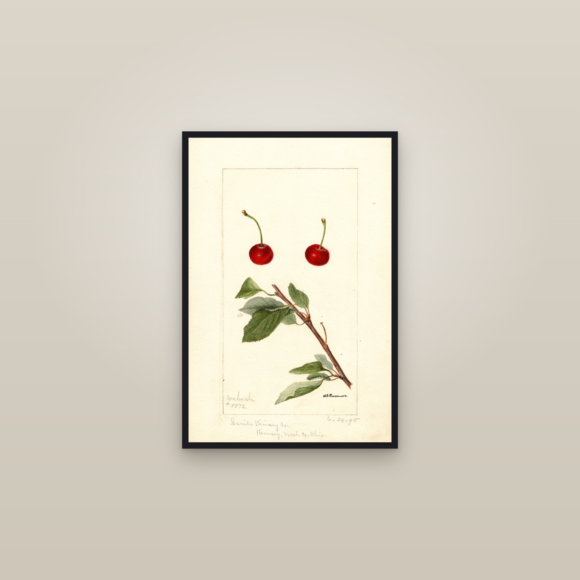 Wabash Cherry — framed in a gallery setting