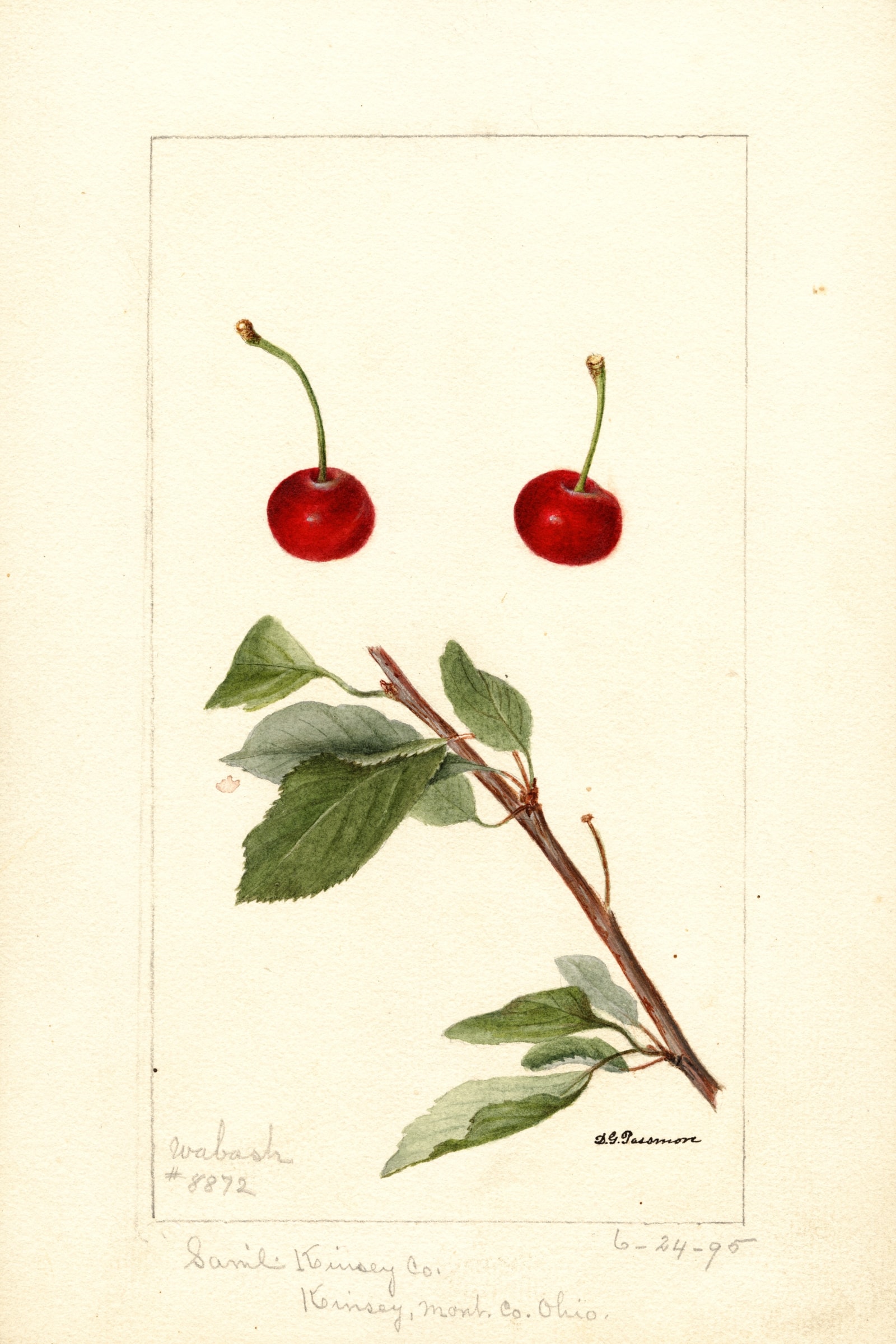 Wabash Cherry