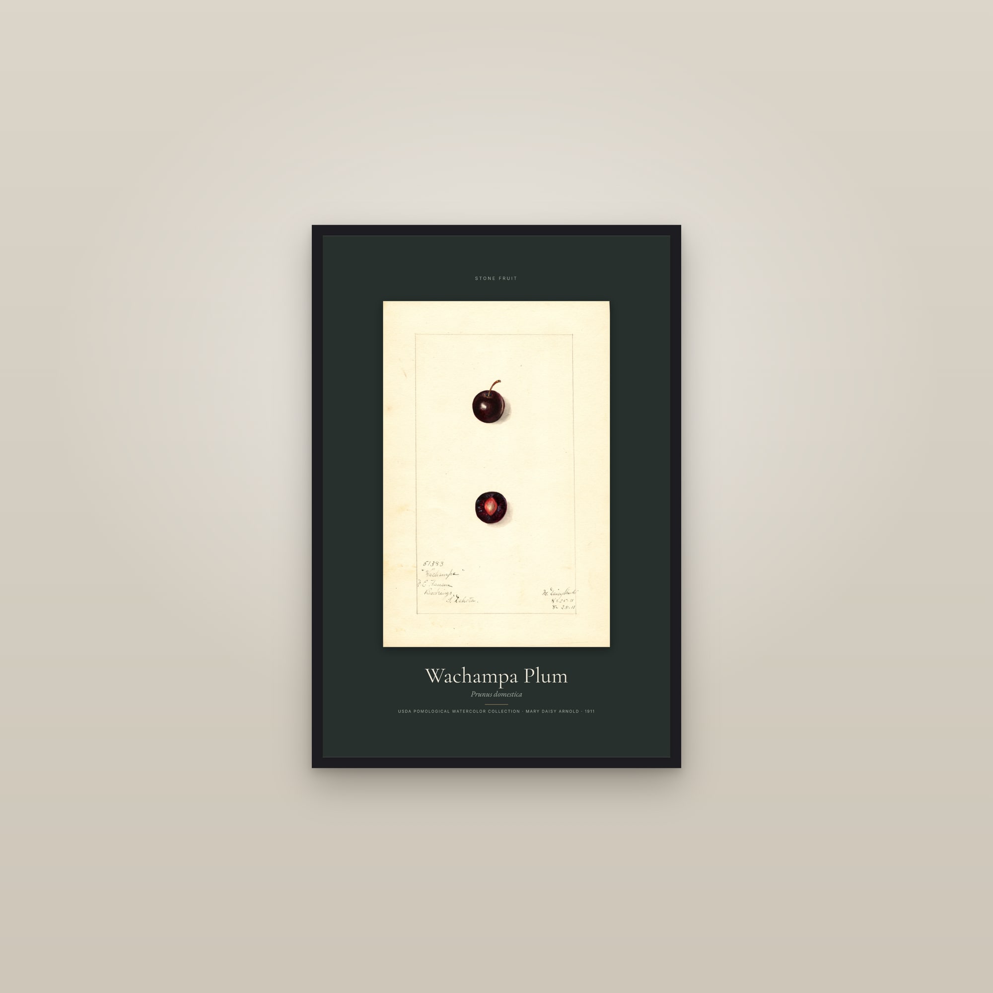 Wachampa Plum — Specimen — framed in a gallery setting