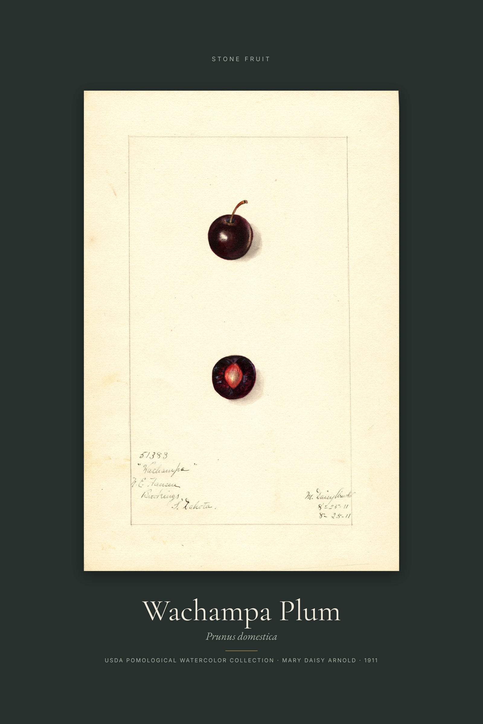 Wachampa Plum — Specimen