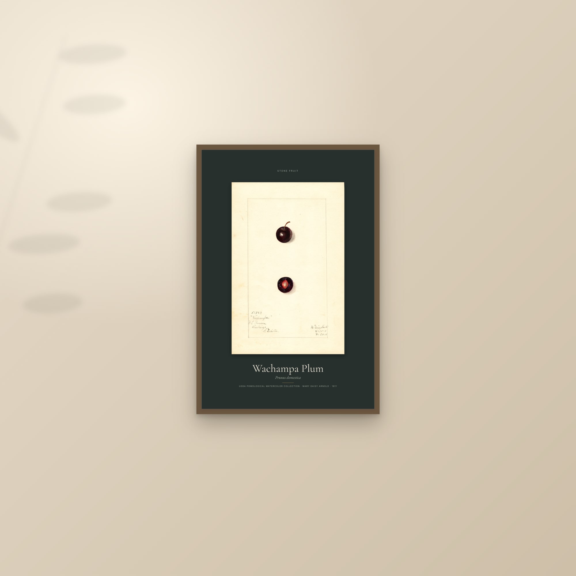 Wachampa Plum — Specimen — framed and styled on a sunlit wall
