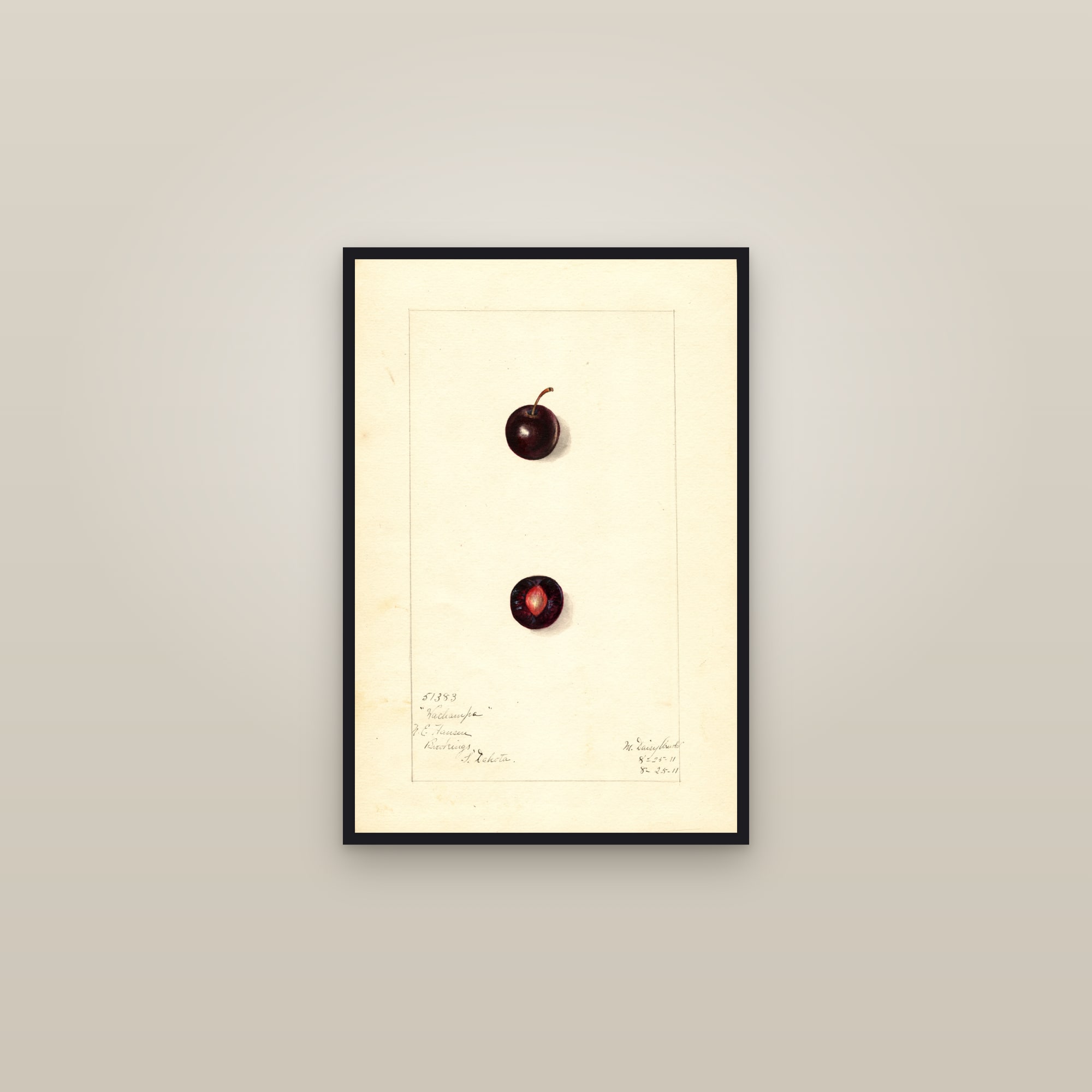 Wachampa Plum — framed in a gallery setting