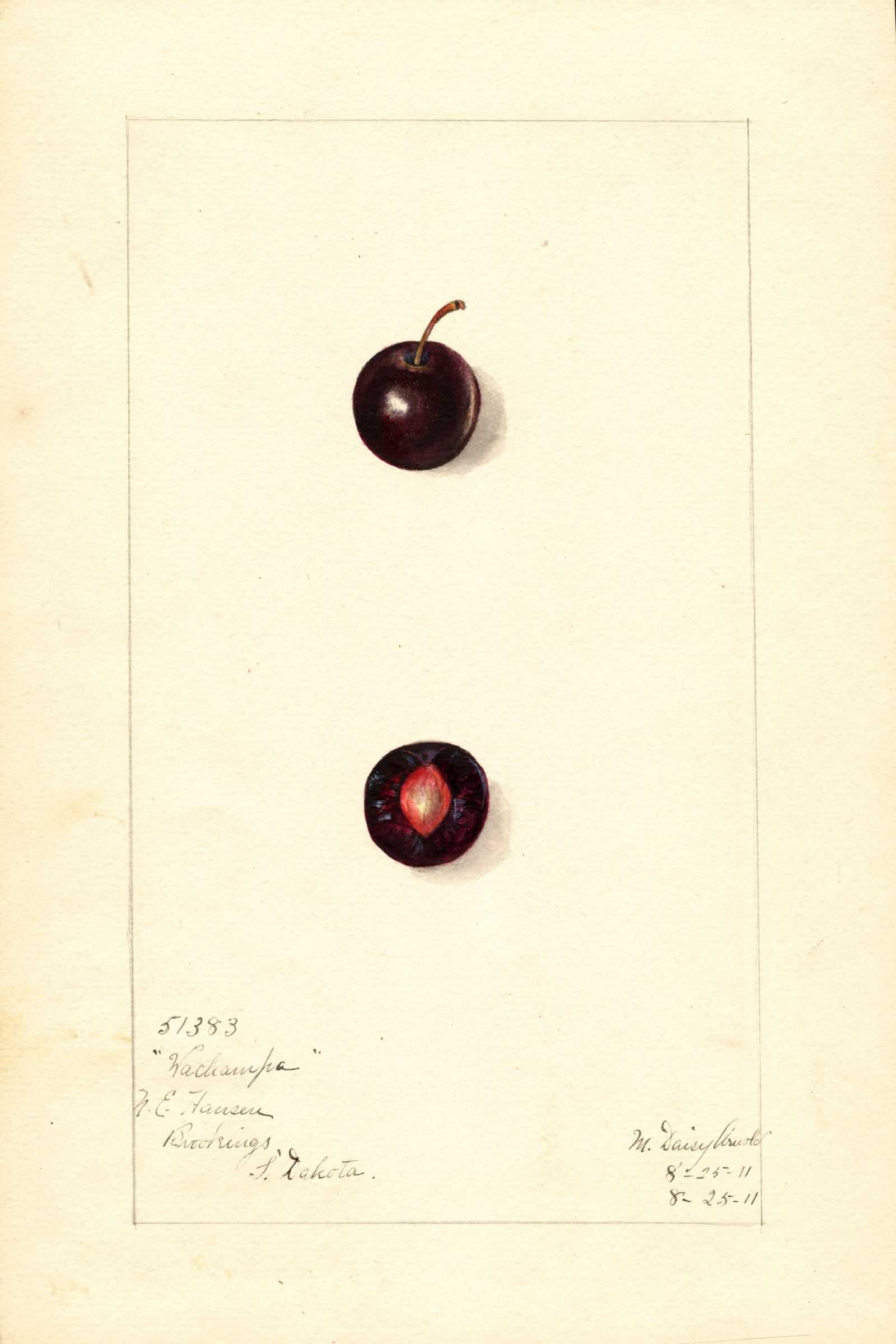 Wachampa Plum