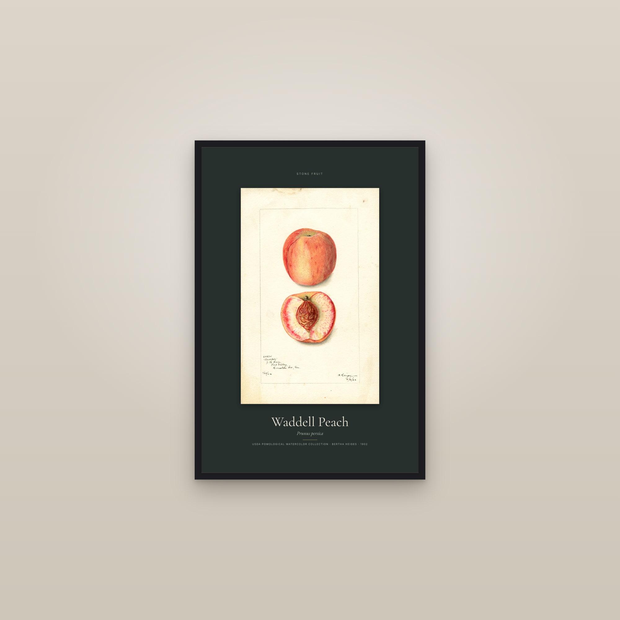 Waddell Peach — Specimen — framed in a gallery setting