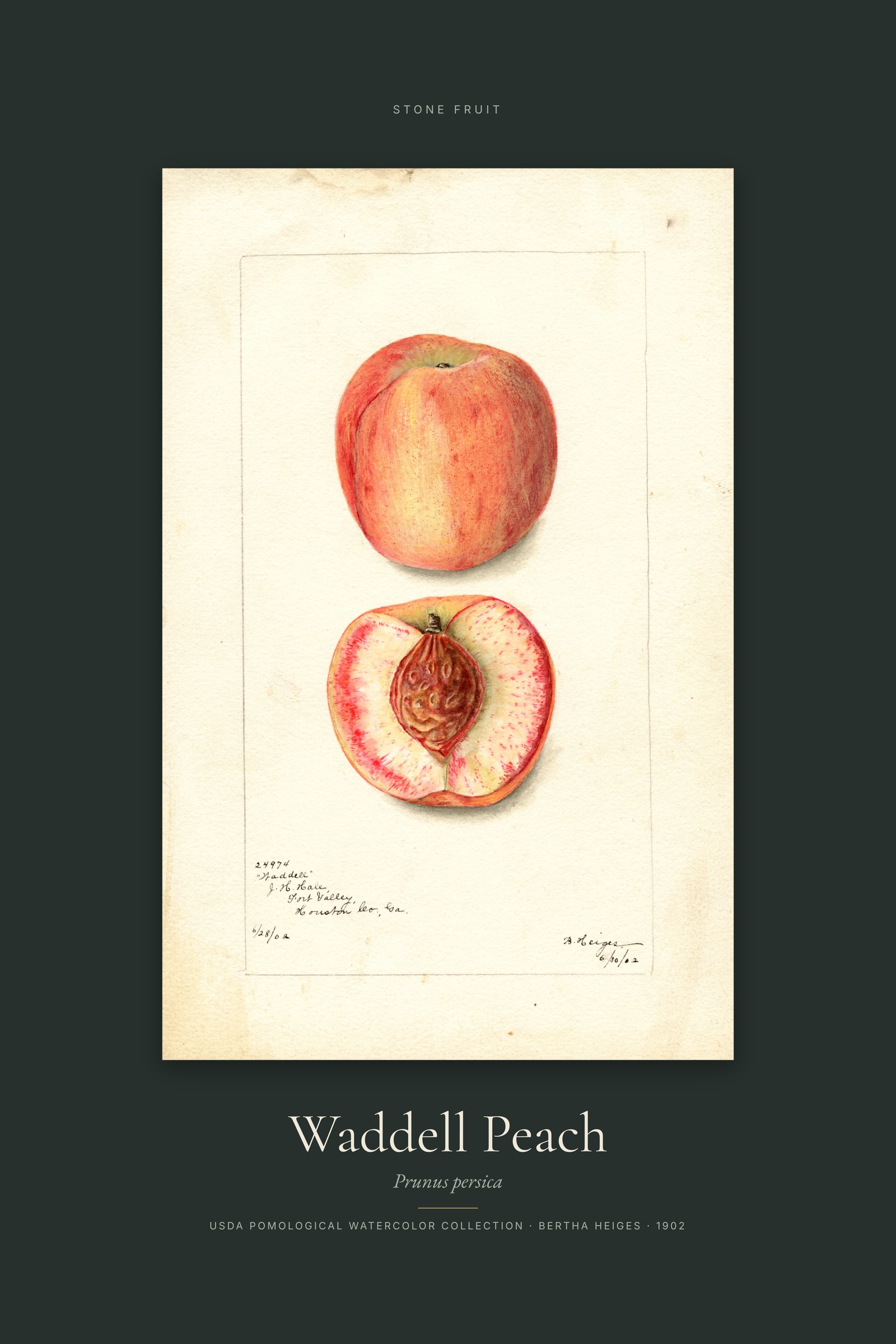 Waddell Peach — Specimen