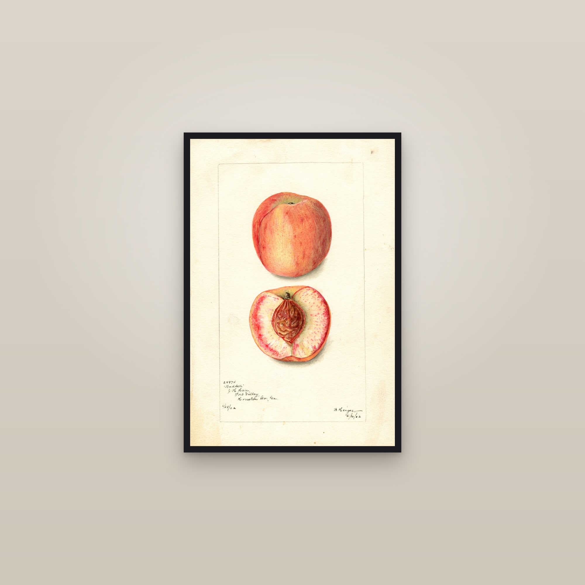Waddell Peach — framed in a gallery setting
