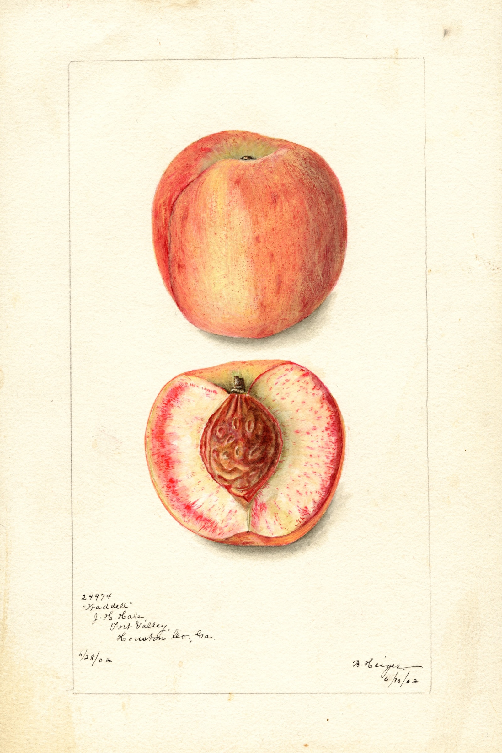 Waddell Peach