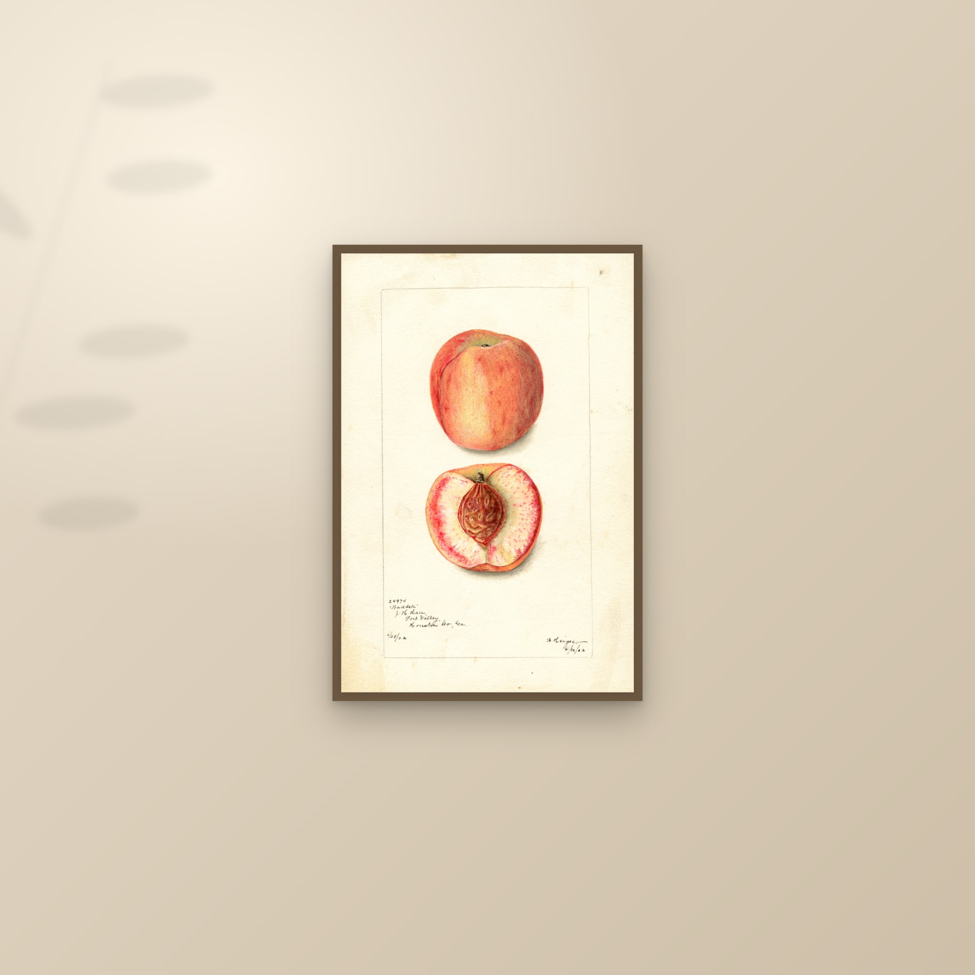 Waddell Peach — framed and styled on a sunlit wall