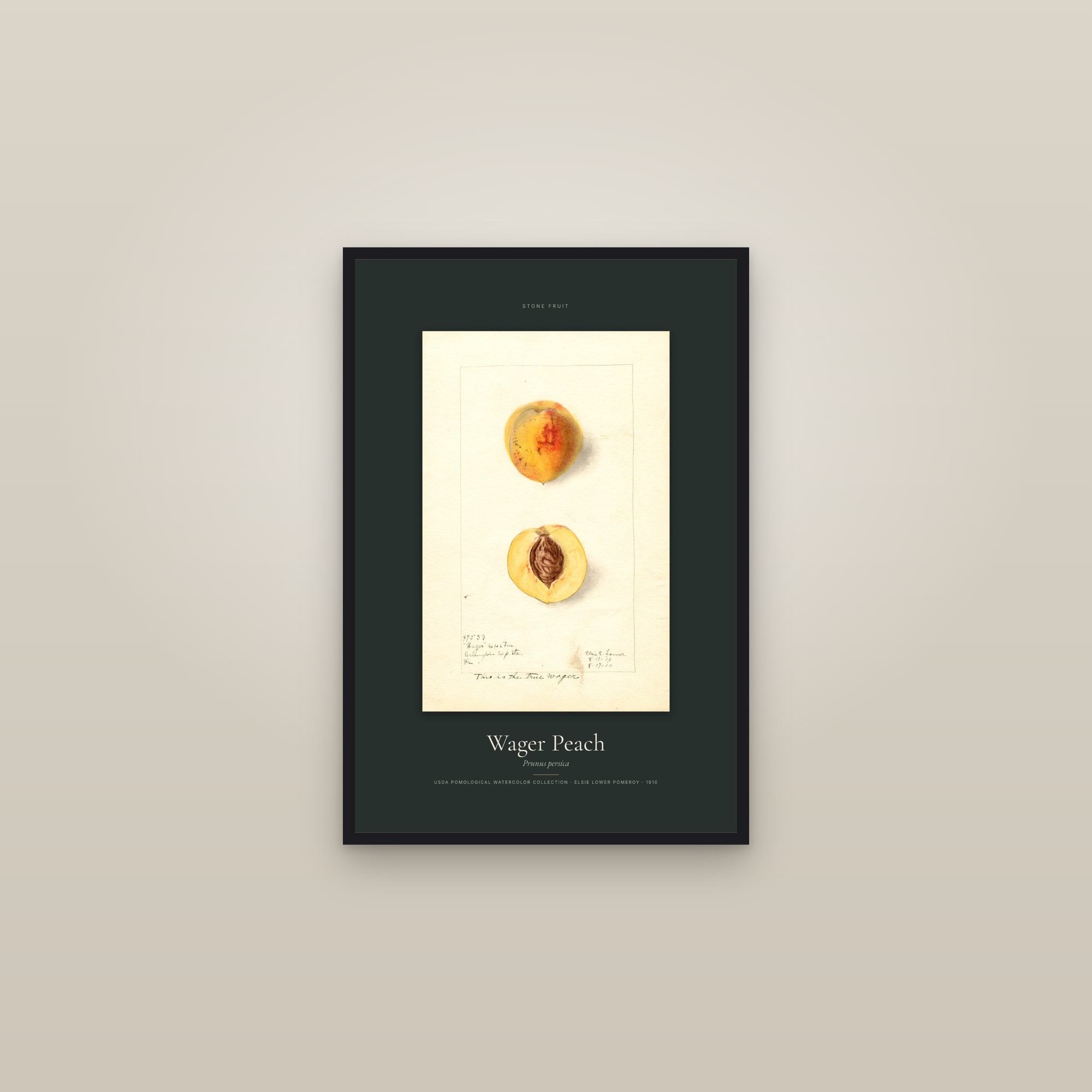 Wager Peach — Specimen — framed in a gallery setting