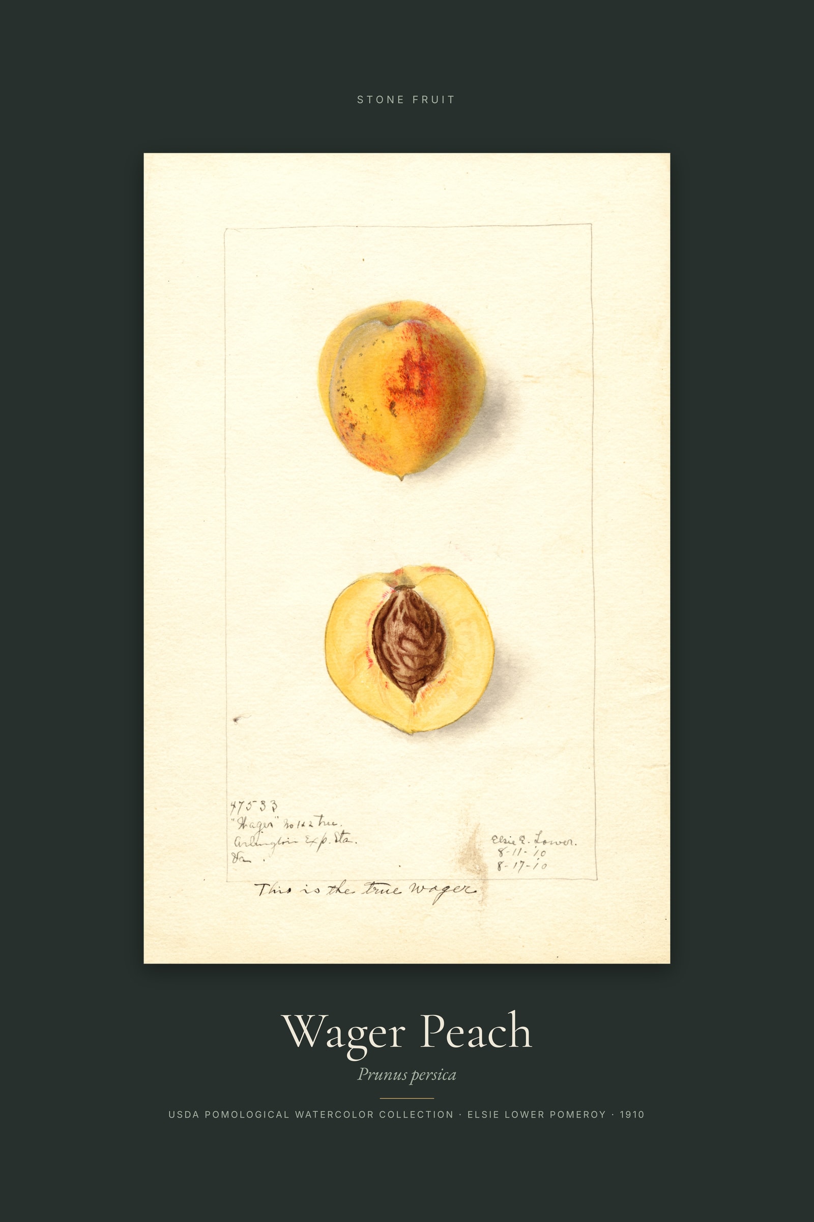 Wager Peach — Specimen