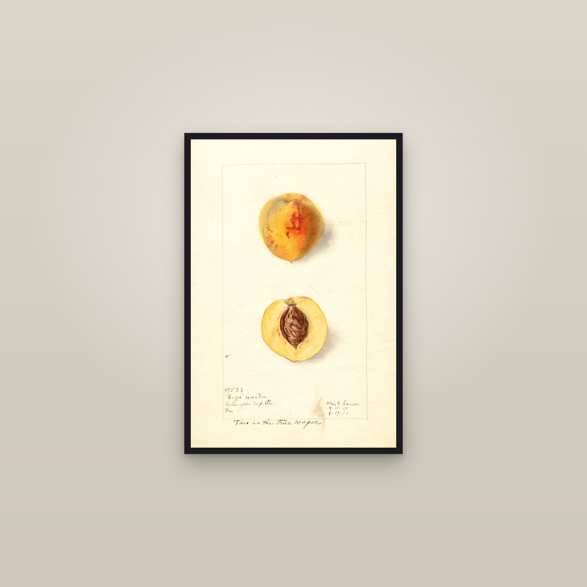 Wager Peach — framed in a gallery setting
