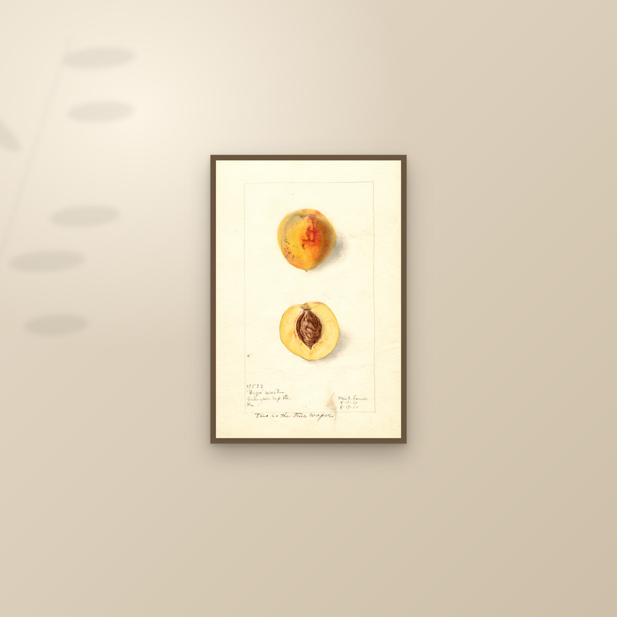 Wager Peach — framed and styled on a sunlit wall