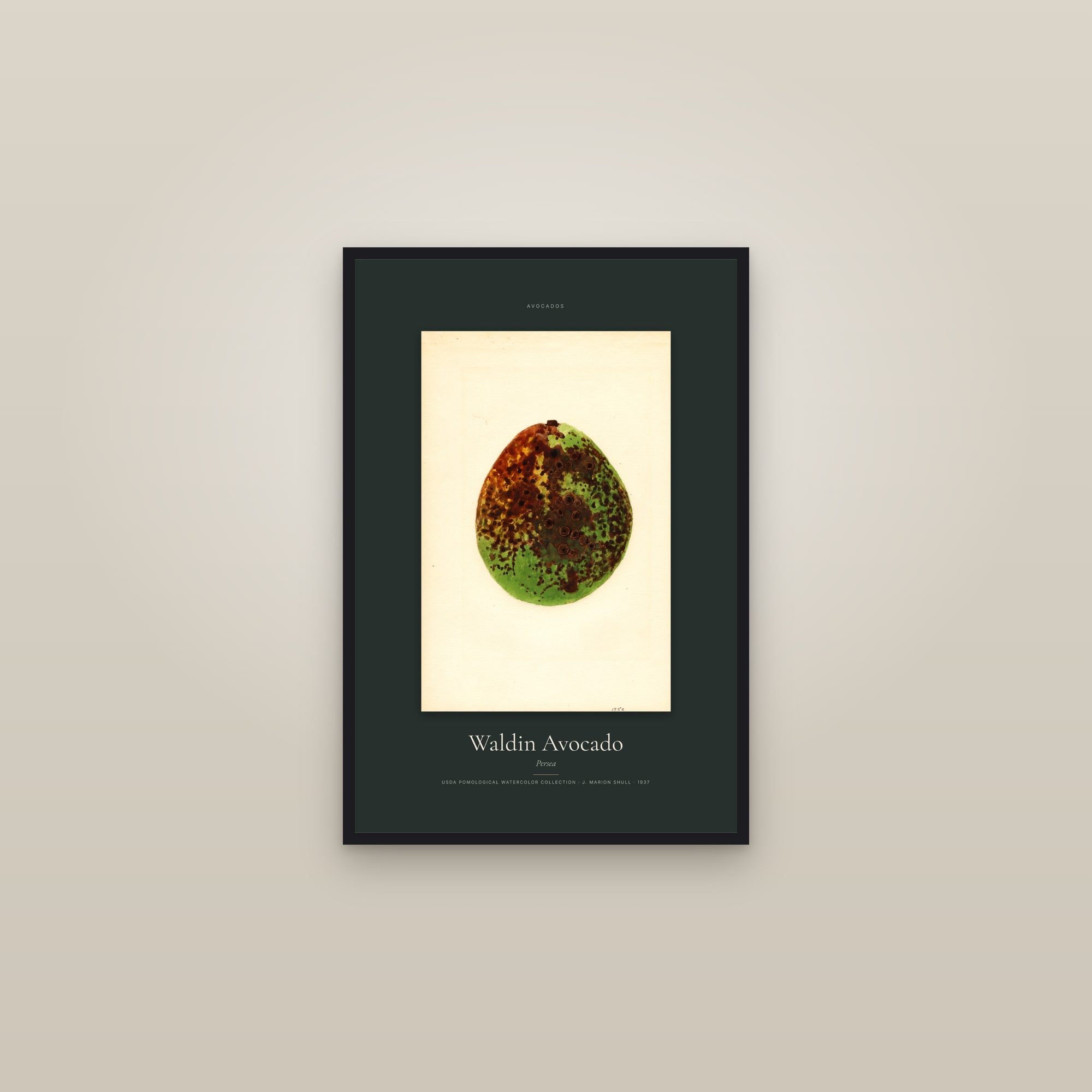 Waldin Avocado — Specimen — framed in a gallery setting
