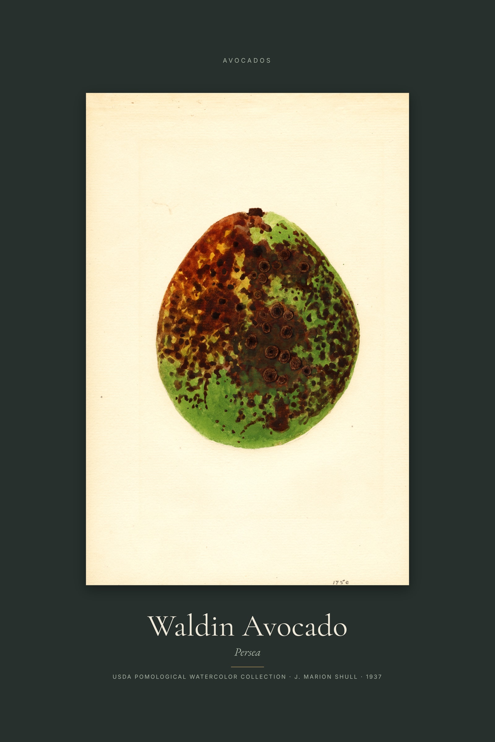 Waldin Avocado — Specimen