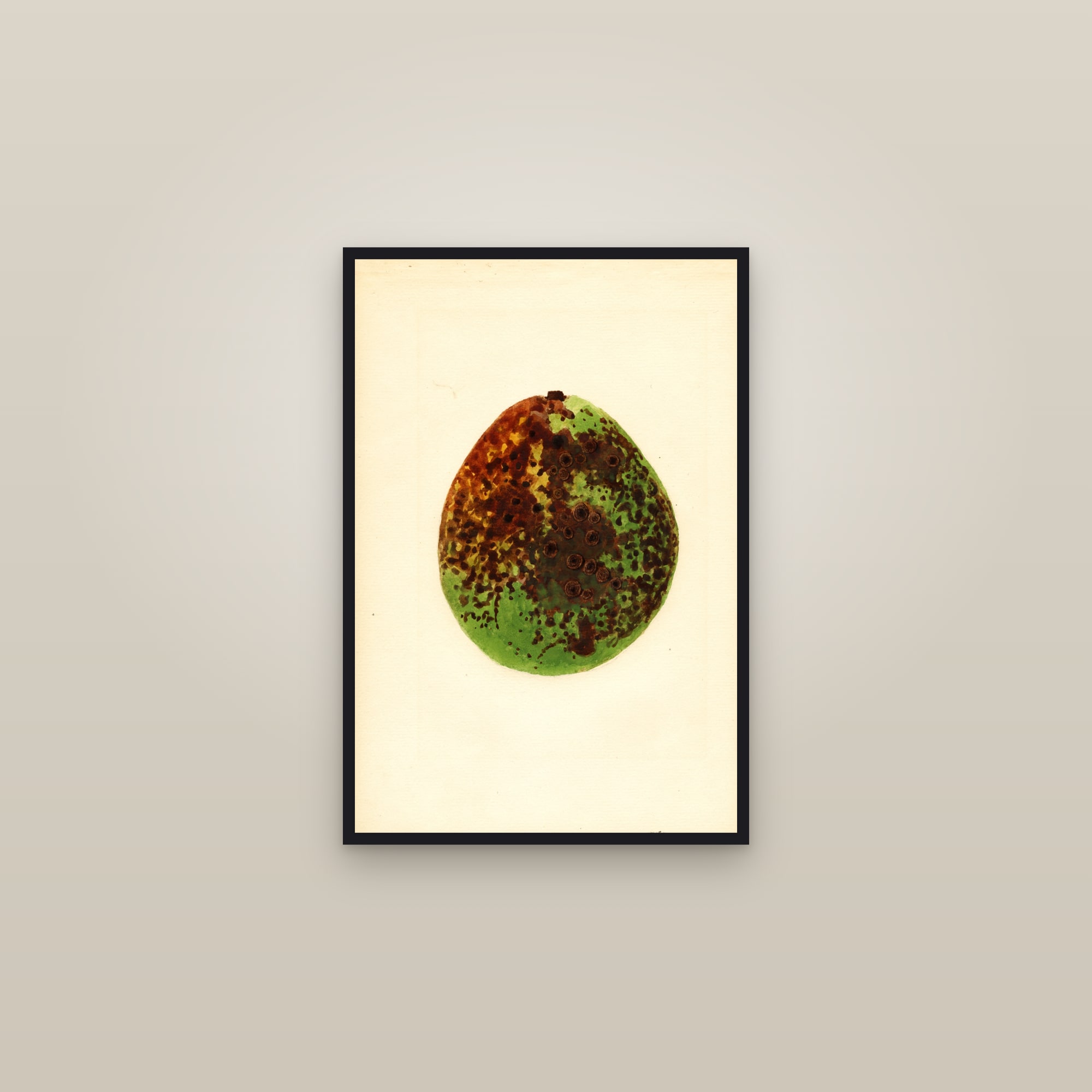 Waldin Avocado — framed in a gallery setting
