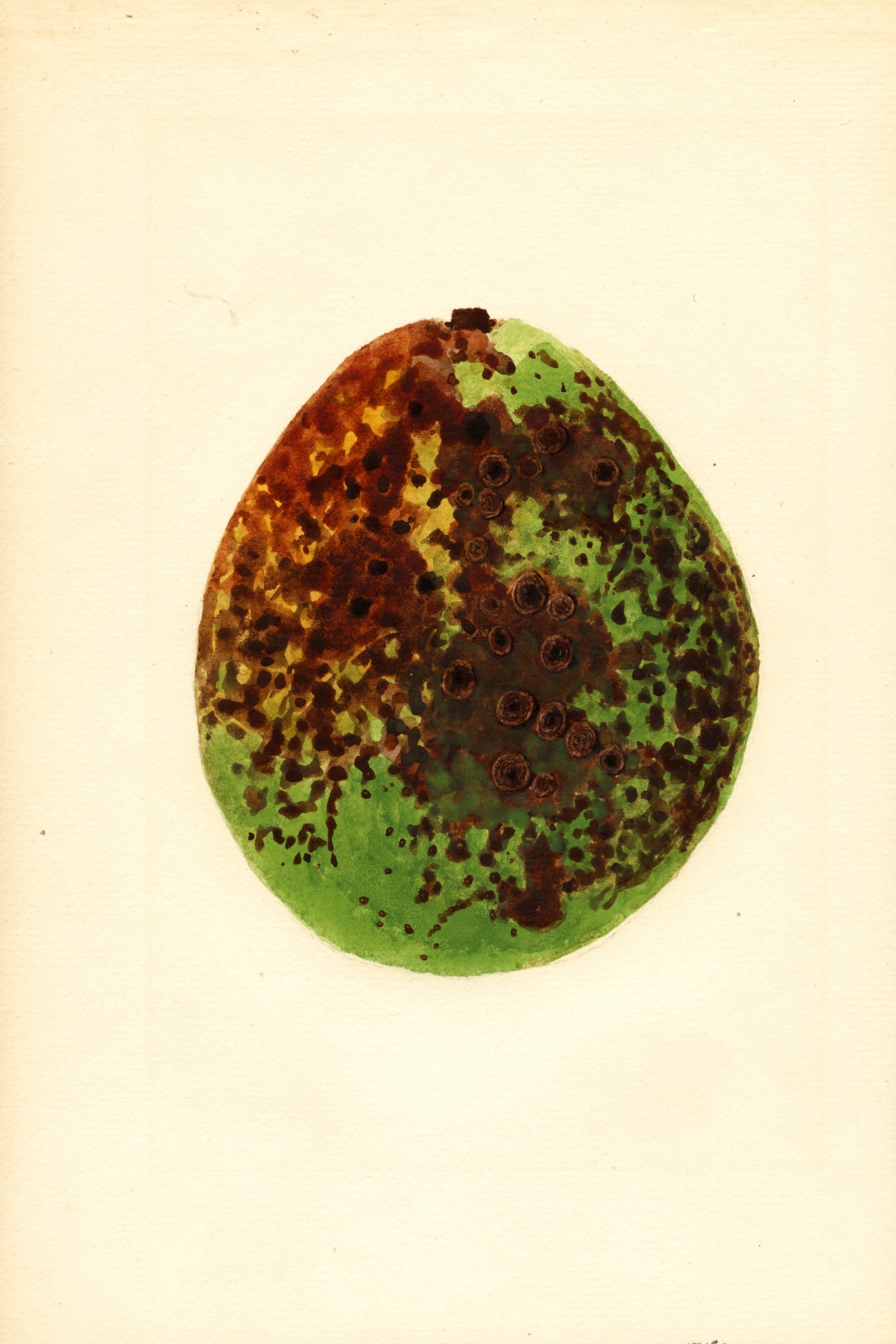 Waldin Avocado