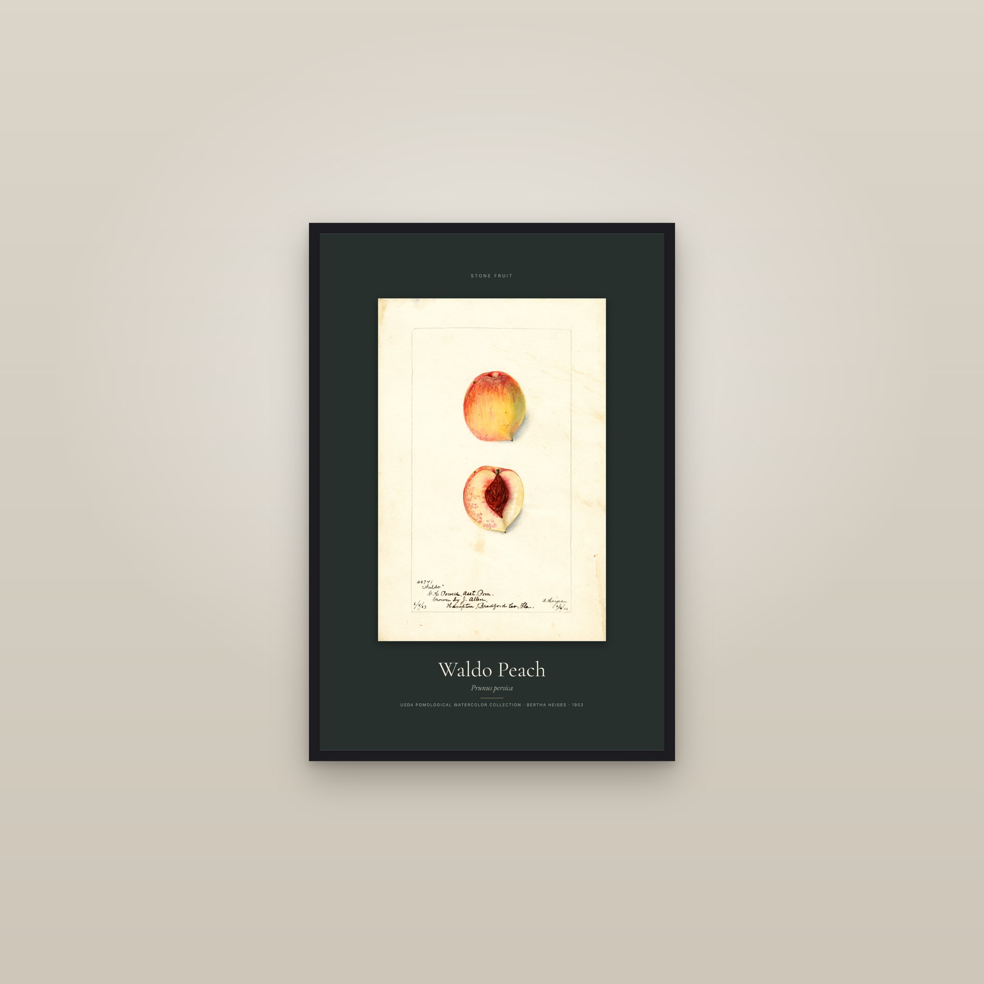 Waldo Peach — Specimen — framed in a gallery setting