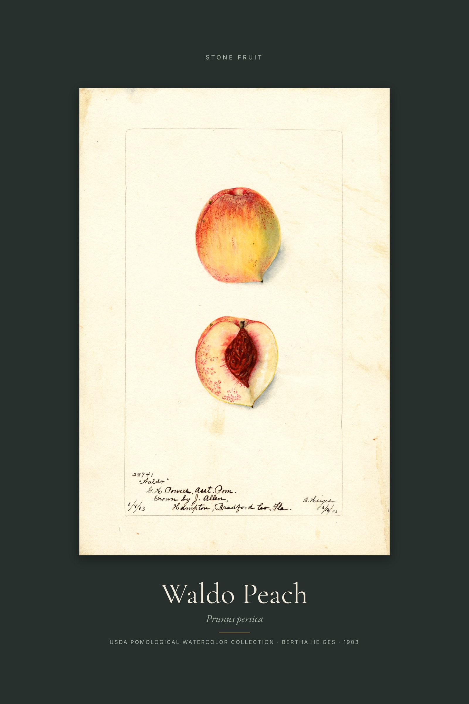 Waldo Peach — Specimen